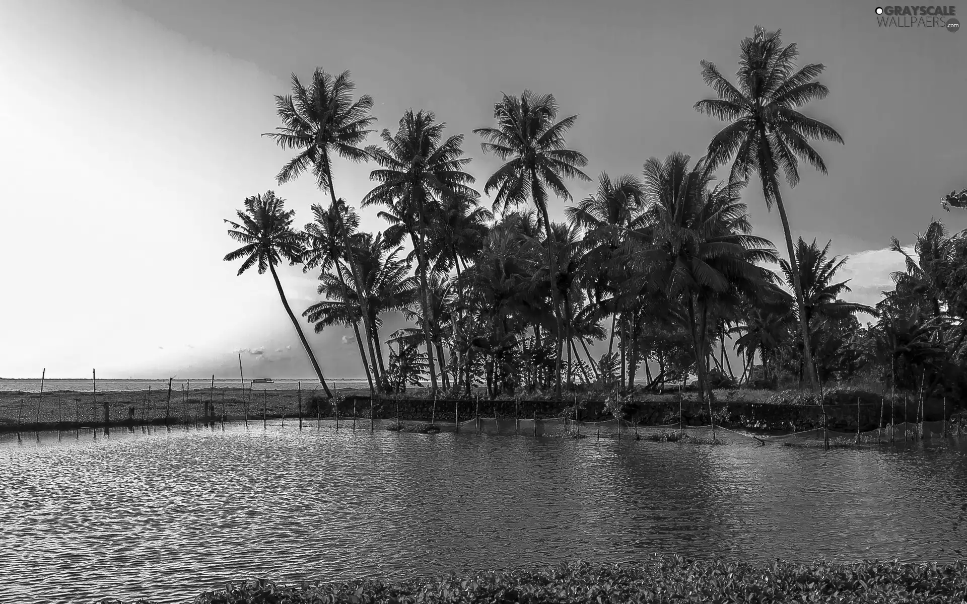 sea, Ship, Tropical, Palms