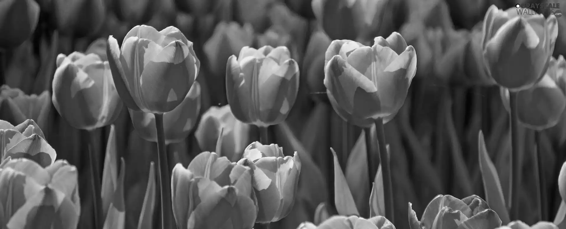 Tulips