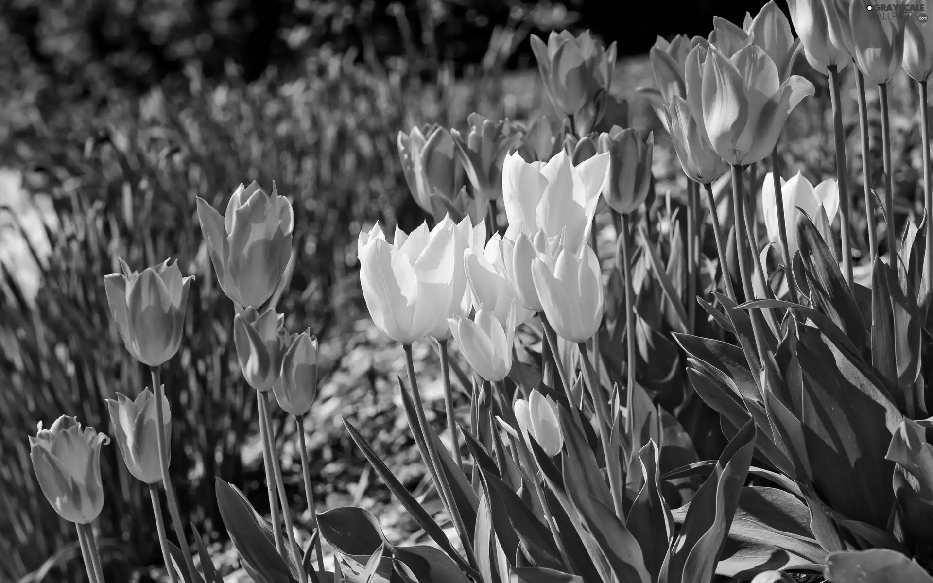 color, Tulips