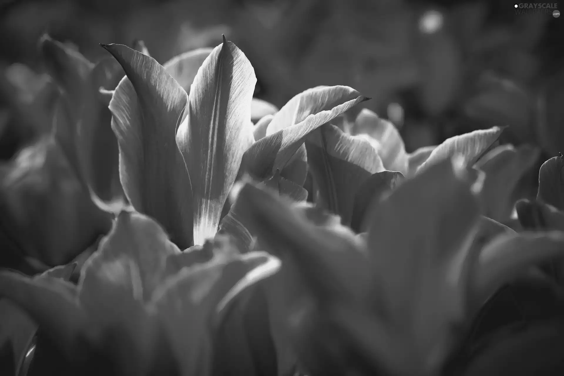 Pink, Tulips