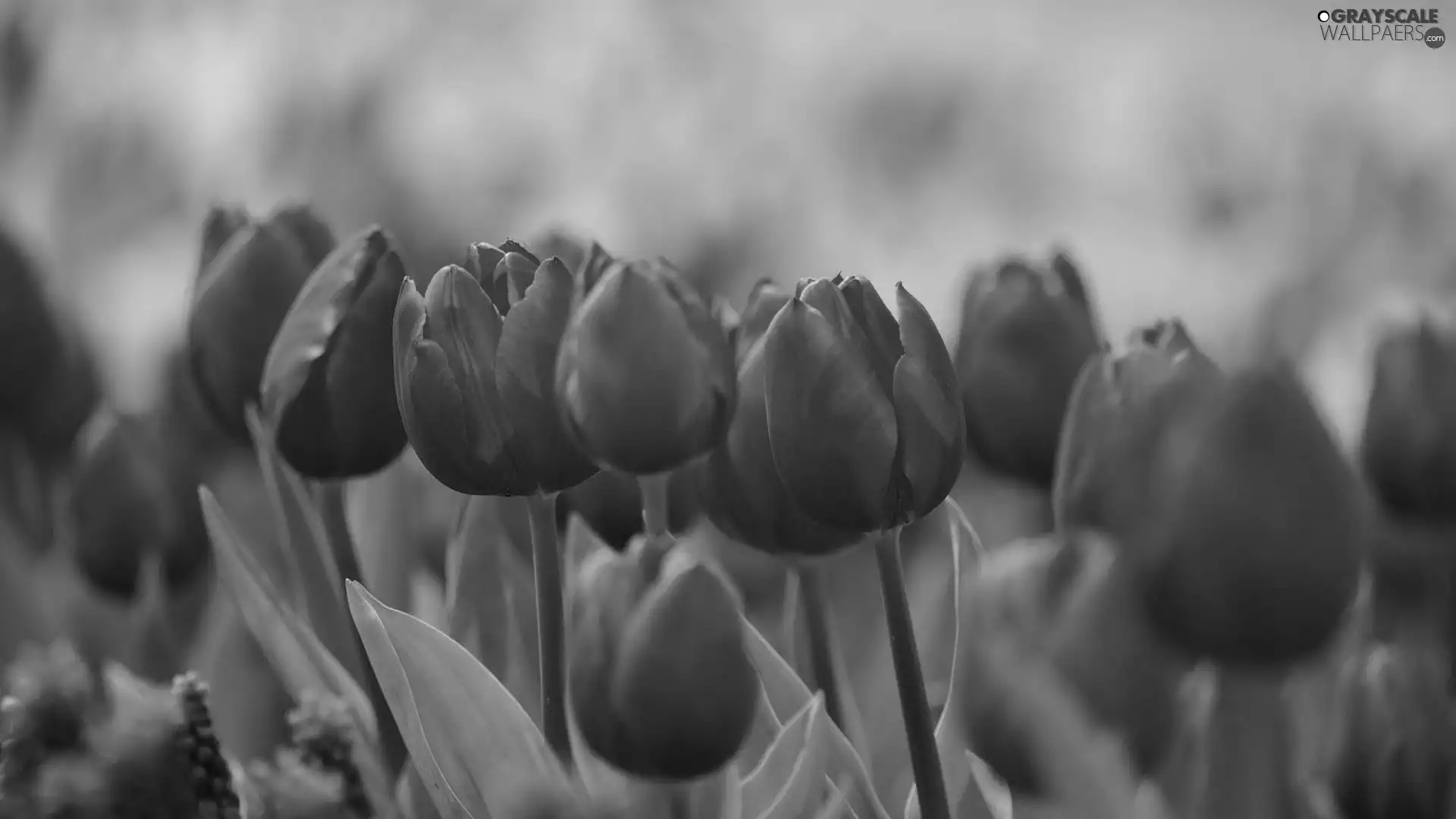 Pink, Tulips