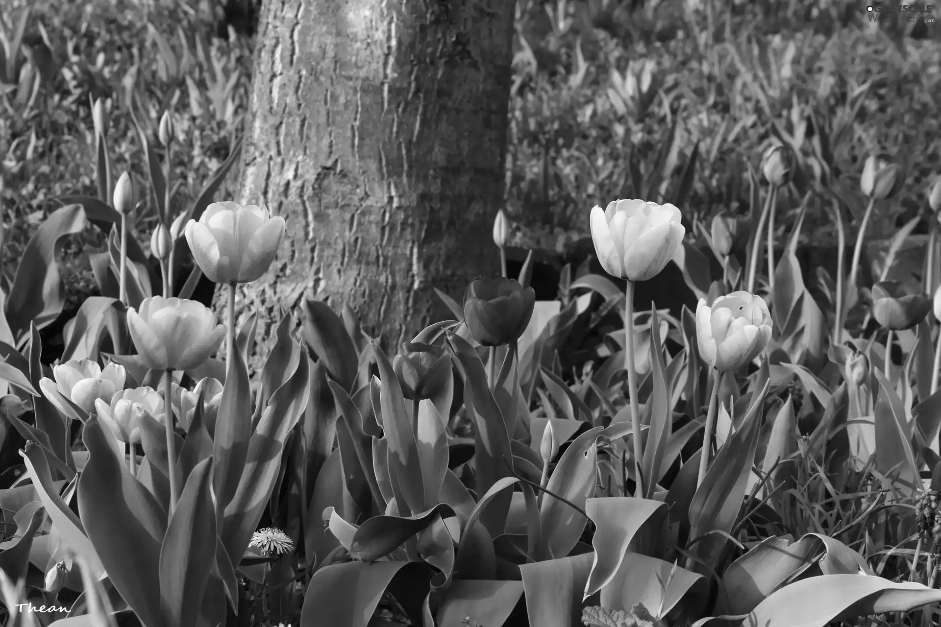 Tulips, Yellow, Red