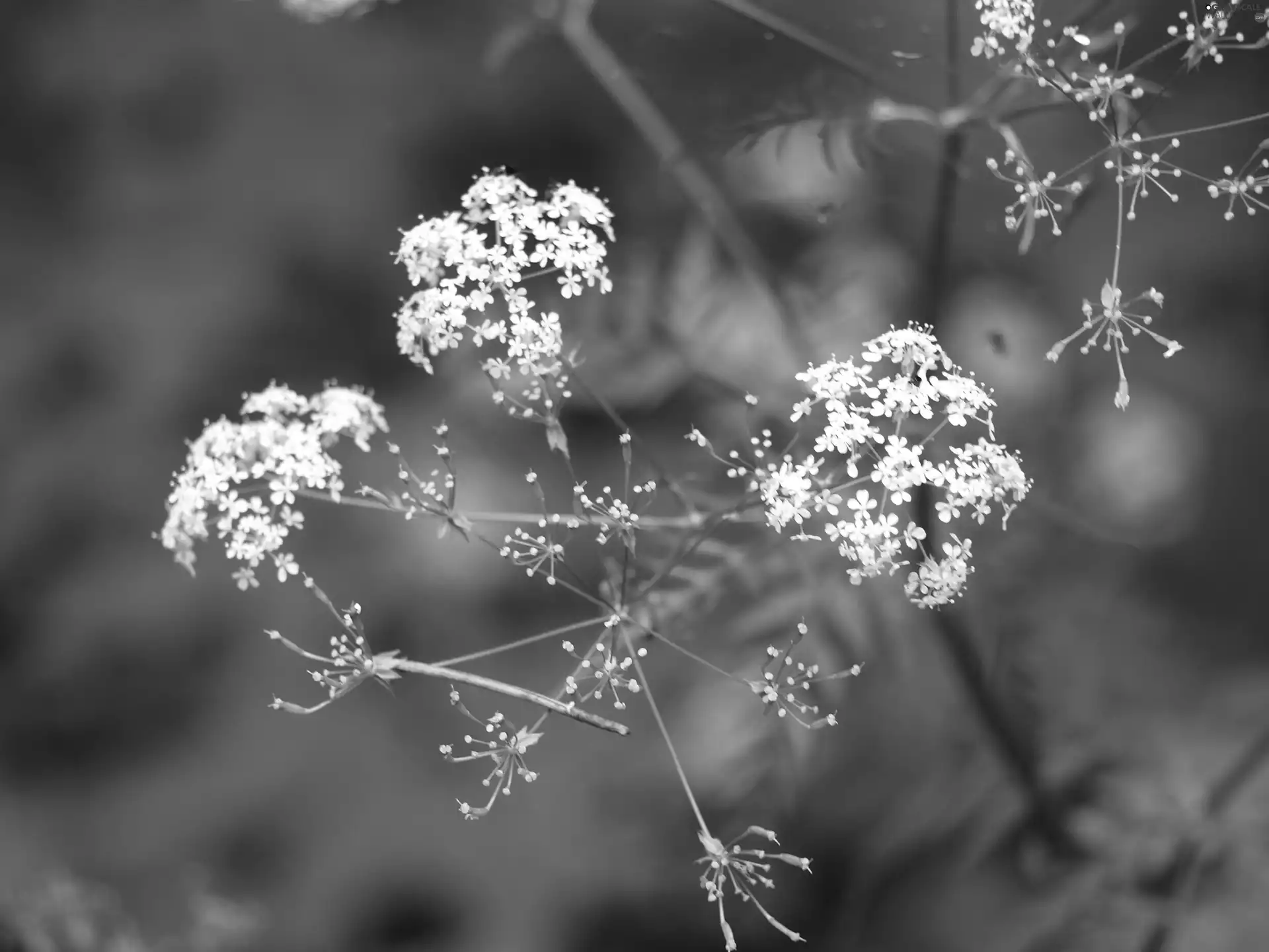 twig, White, Wildflowers