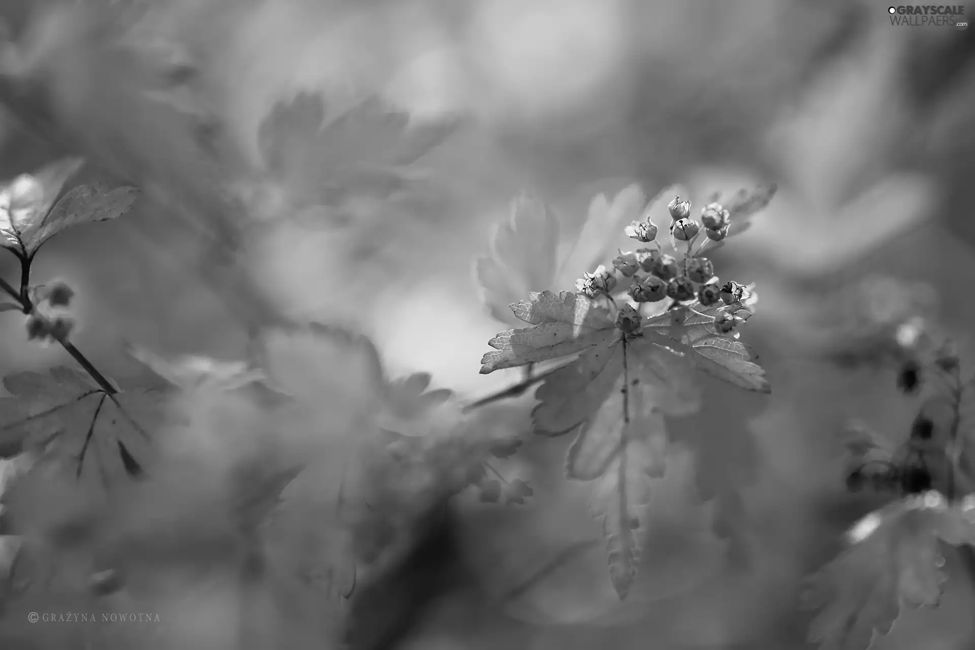 Twigs, Autumn, Leaf