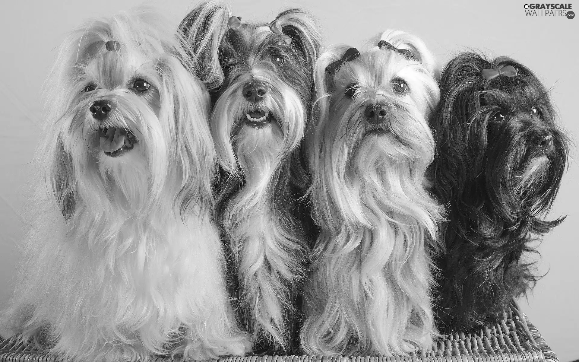 four, Shih, Tzu, puppies