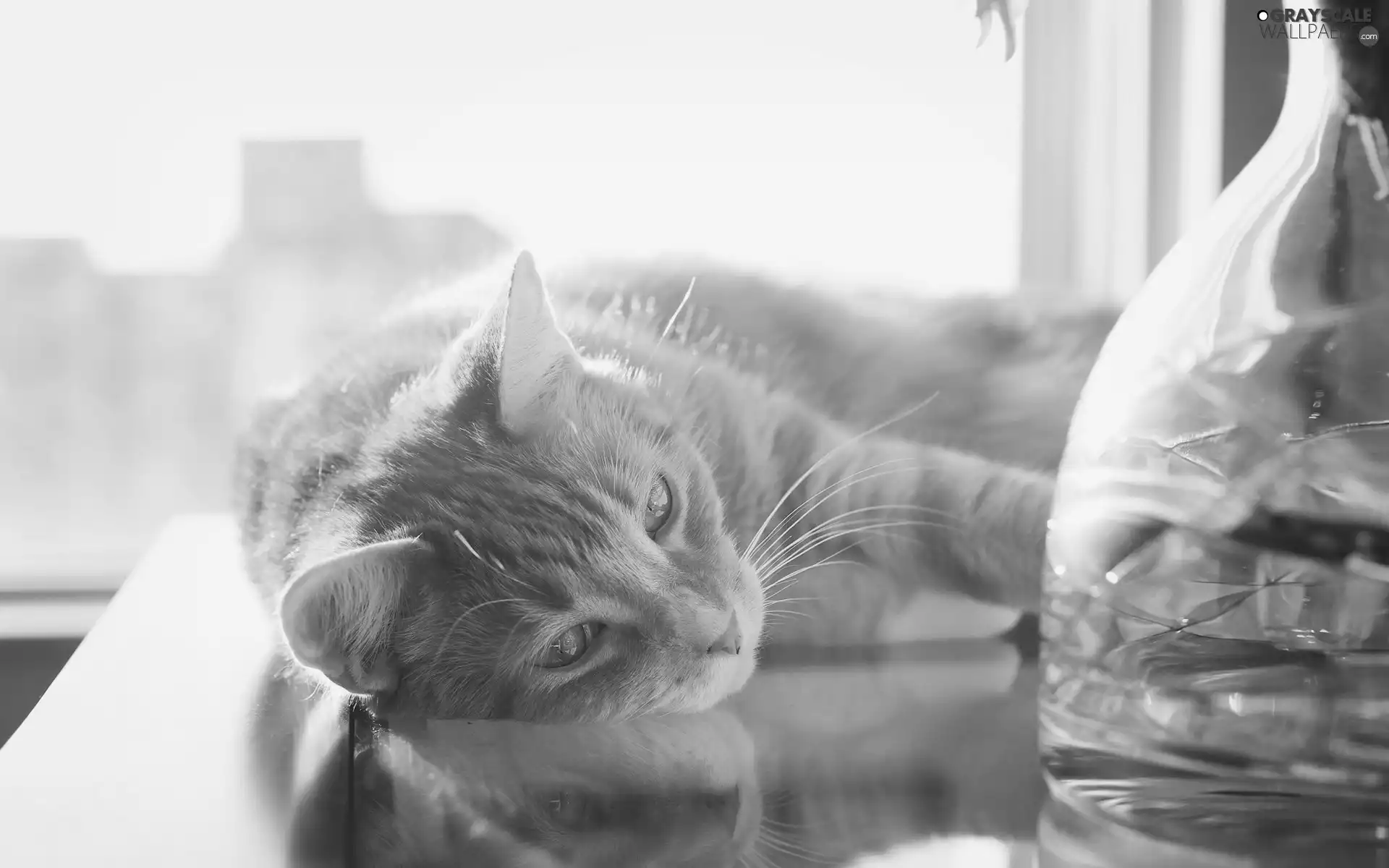 ginger, Table, Vase, cat