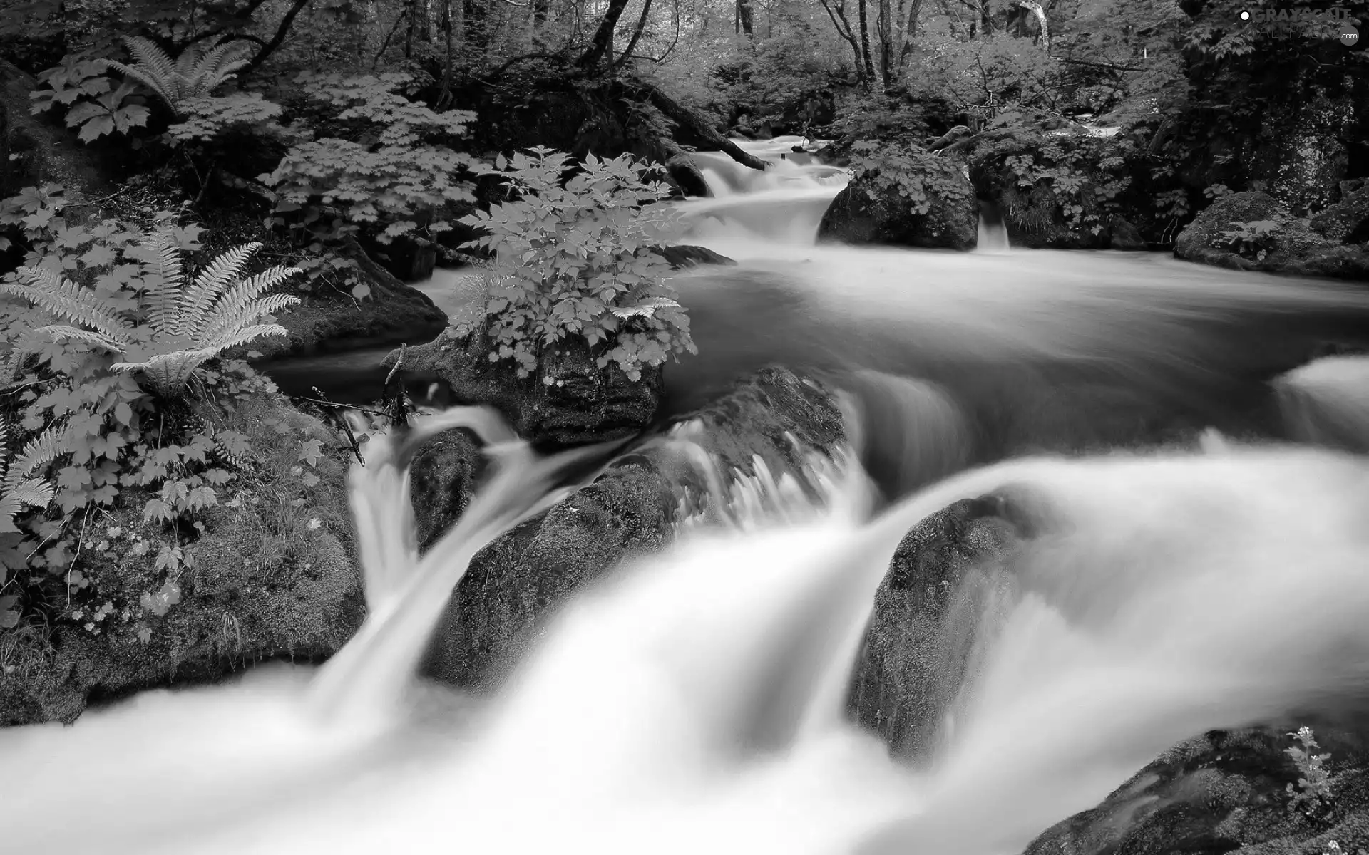 forest, River, VEGETATION, tear