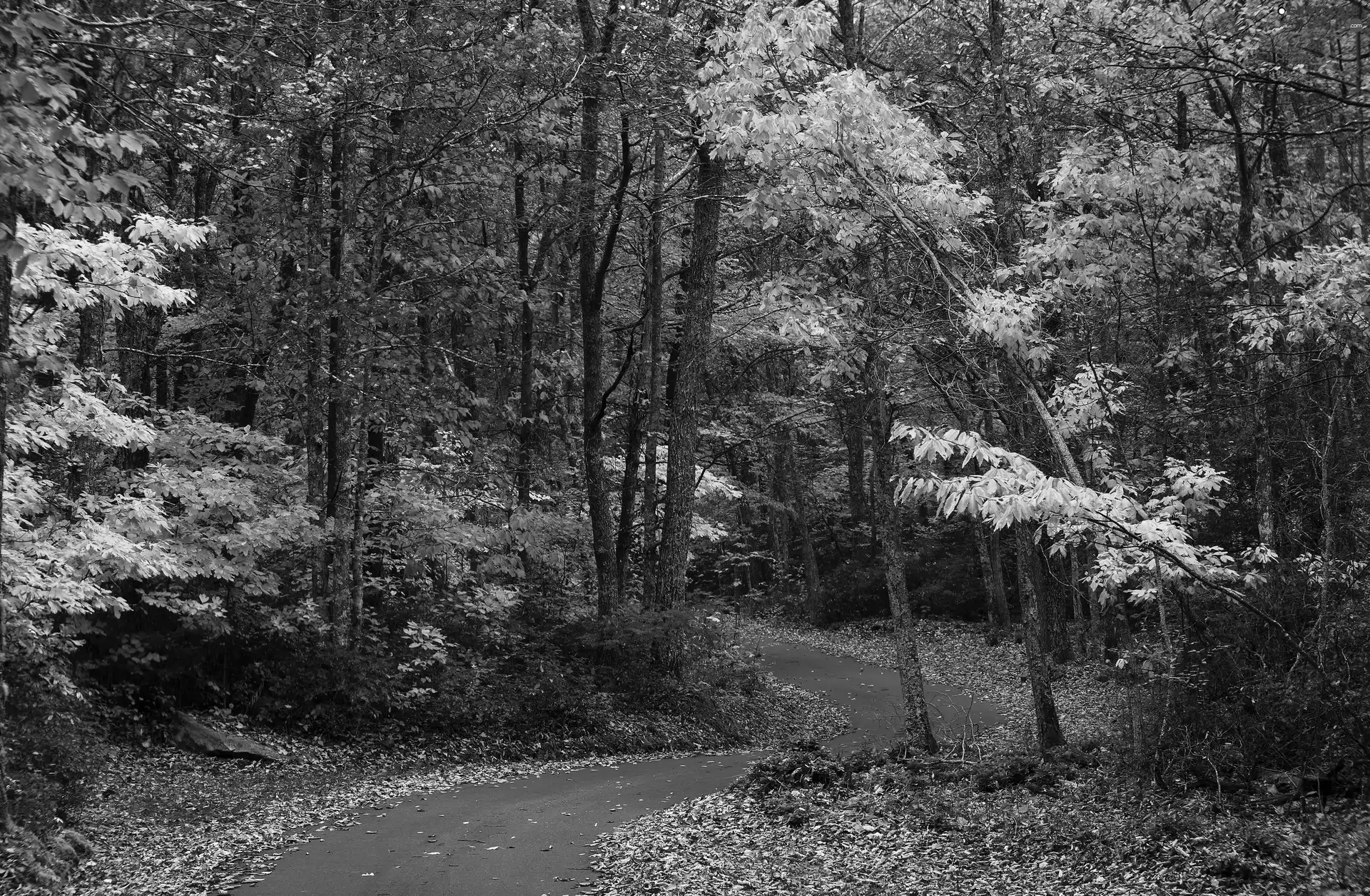 trees, Way, Leaf, color, forest, viewes, autumn