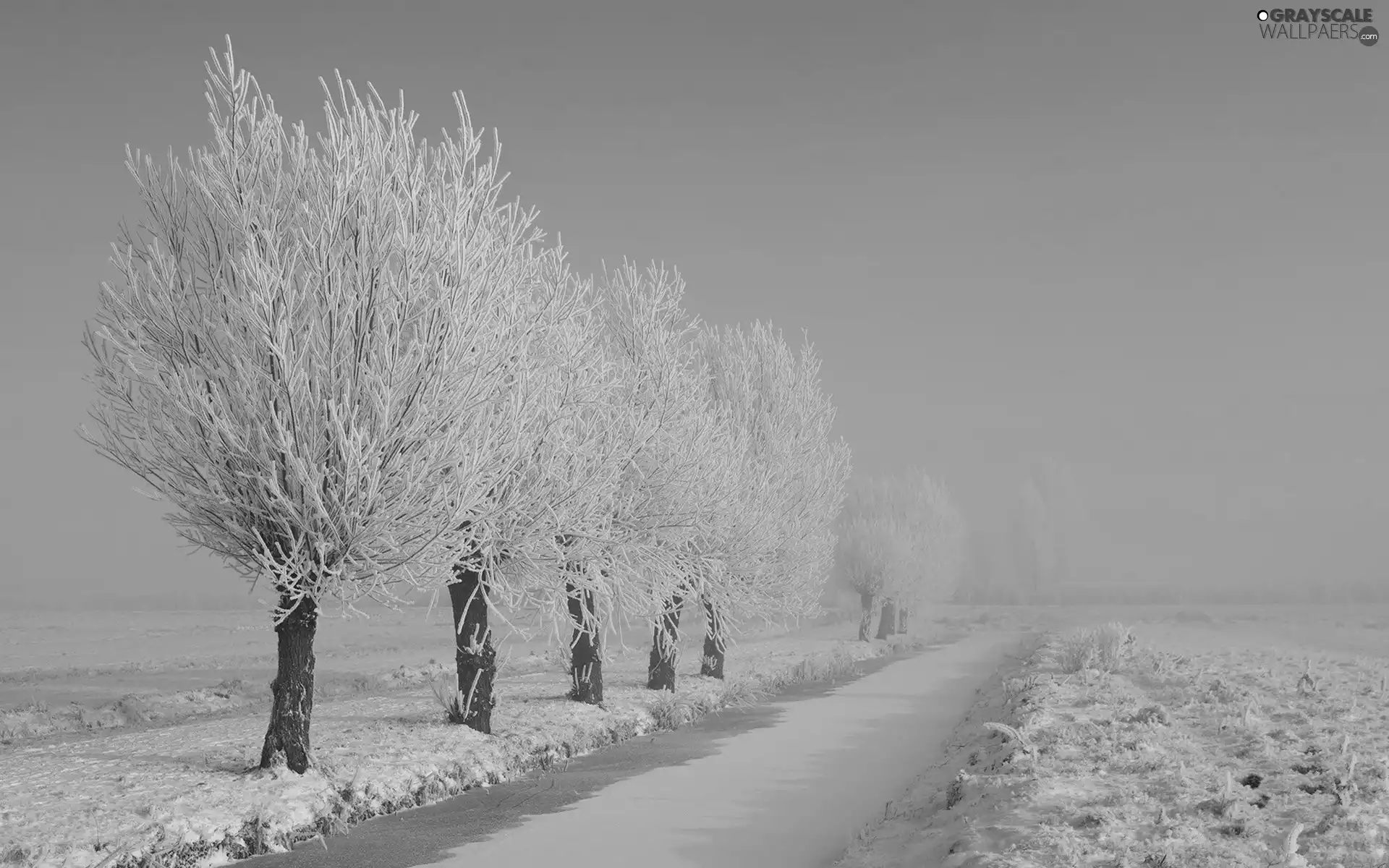 frosty, Frozen, viewes, Field, trees, River