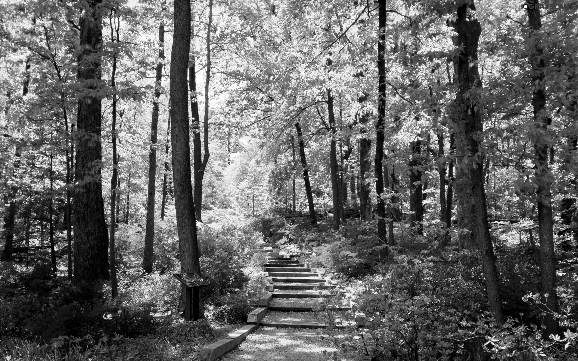 viewes, Flowers, Stairs, trees, Garden