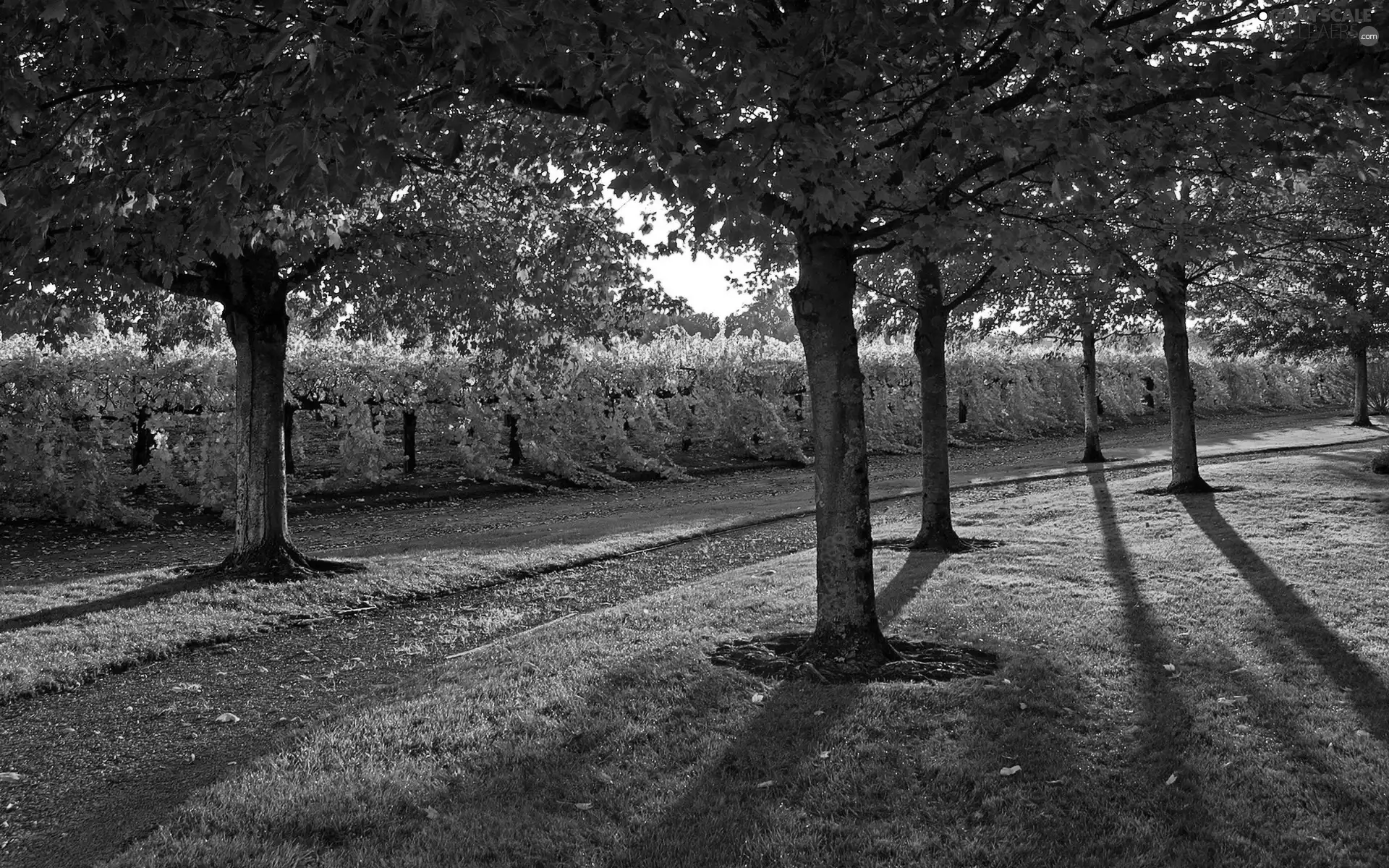 viewes, grass, Park, trees, autumn