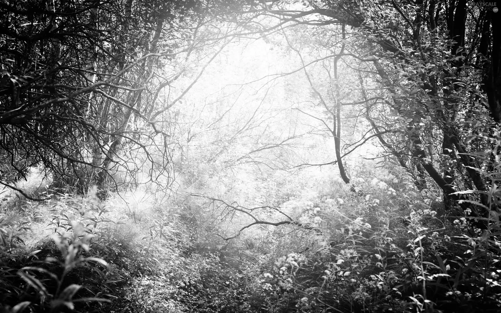 ligh, trees, grass, flash, Flowers, forest, viewes, luminosity, sun, Przebijające