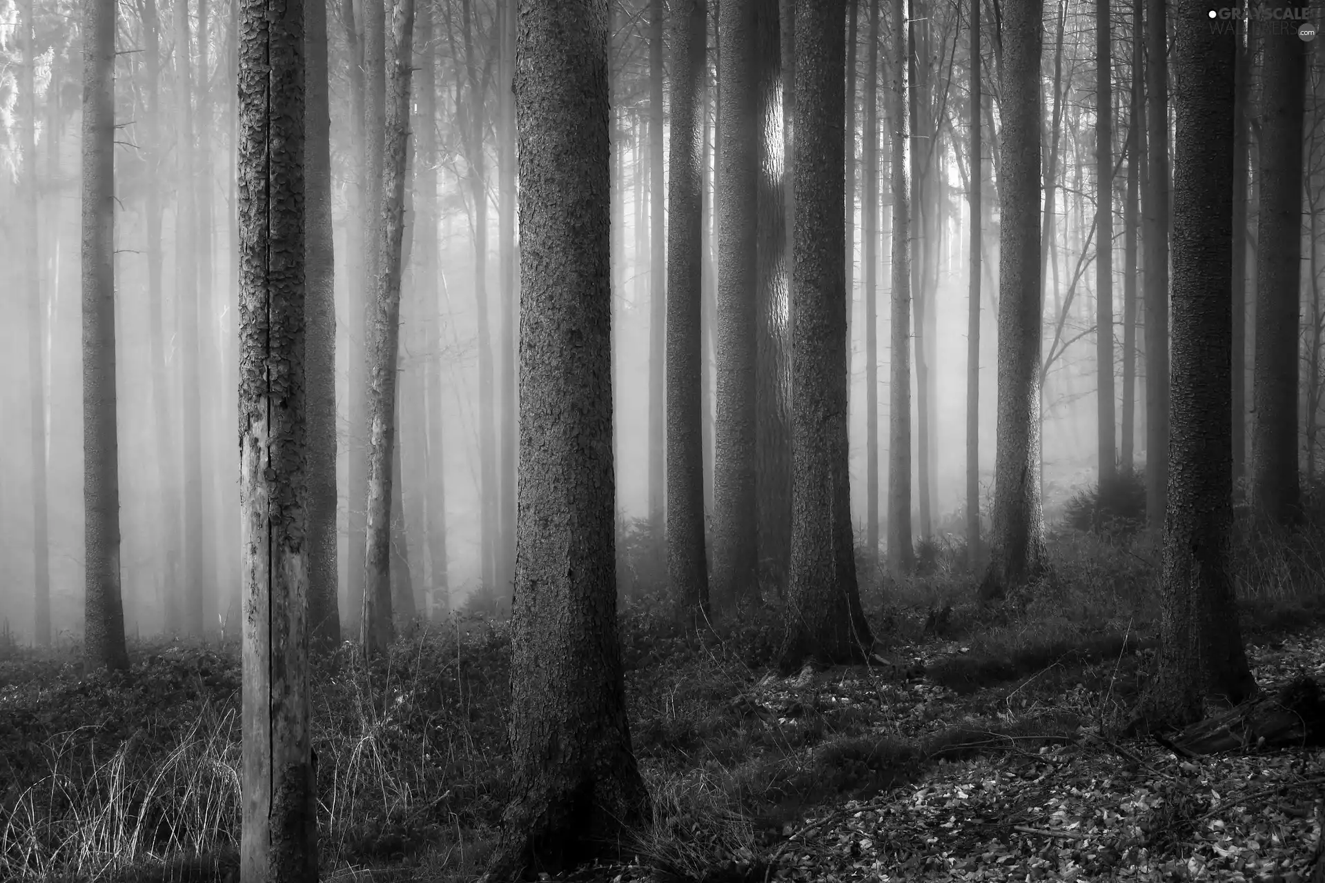 viewes, grass, Fog, trees, forest