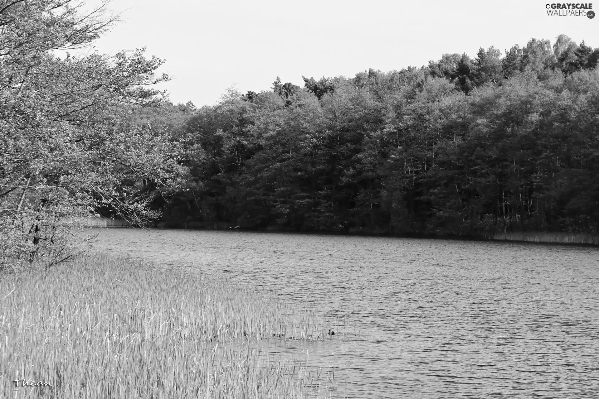 lake, trees, viewes, forest