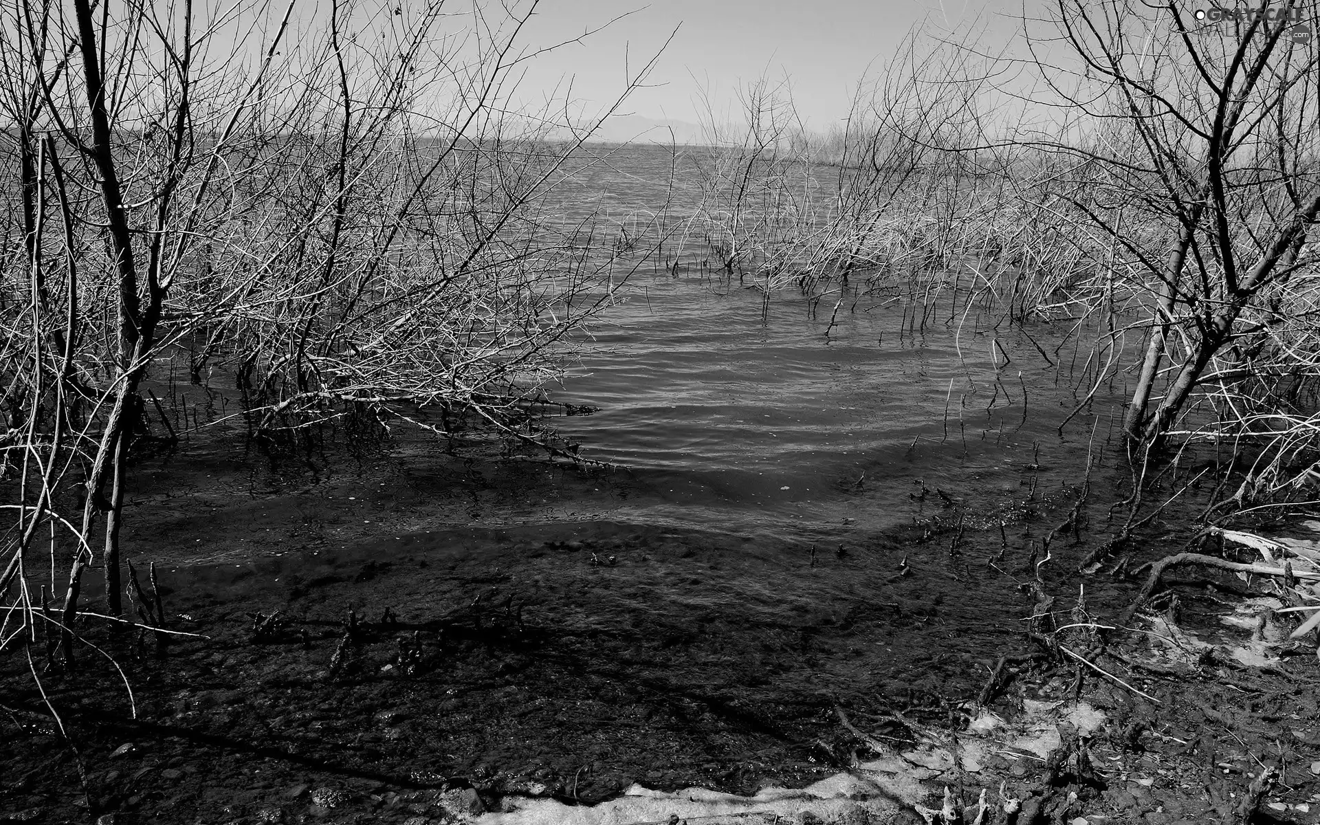 lake, trees, viewes, scrub