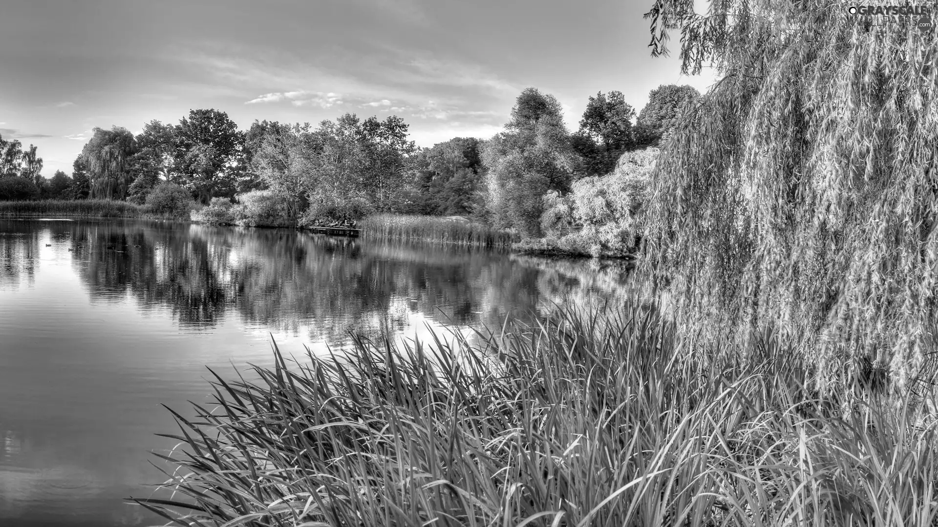 lake, trees, viewes, scrub