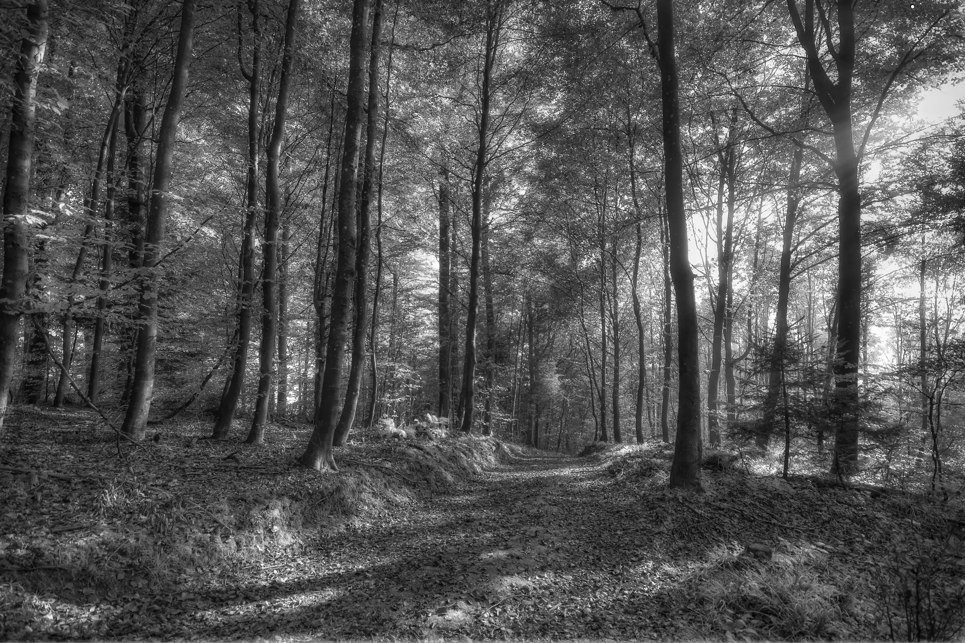 viewes, Leaf, Way, trees, forest