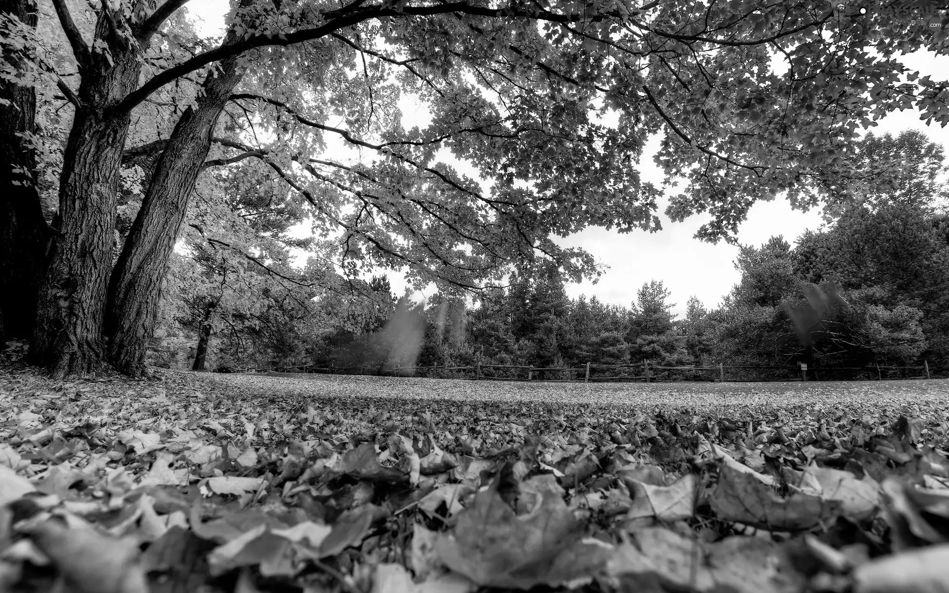 viewes, Leaf, color, trees, Park