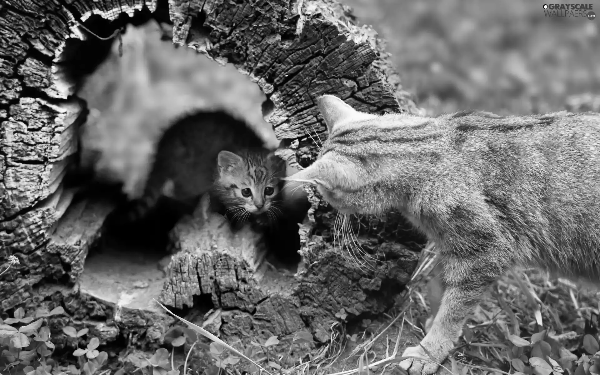 viewes, Meadow, trunk, trees, cats