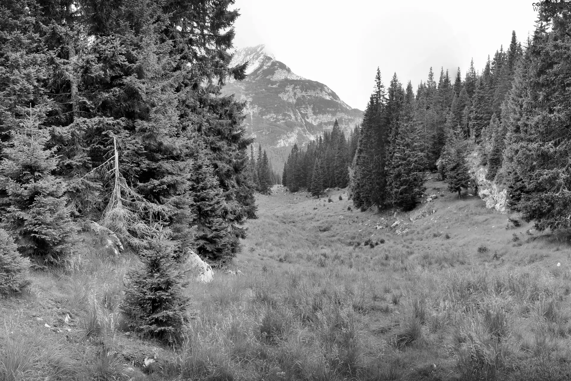 Mountains, trees, viewes, forest