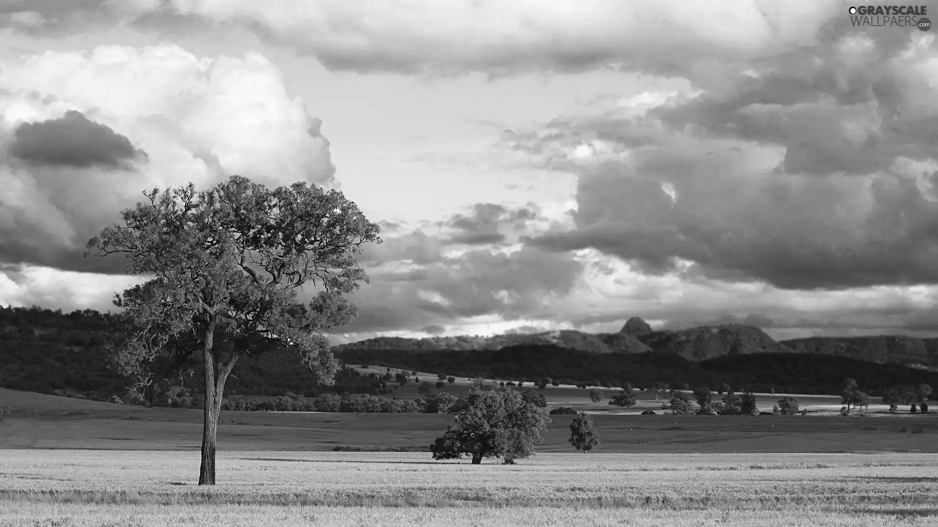 Mountains, trees, viewes, Meadow