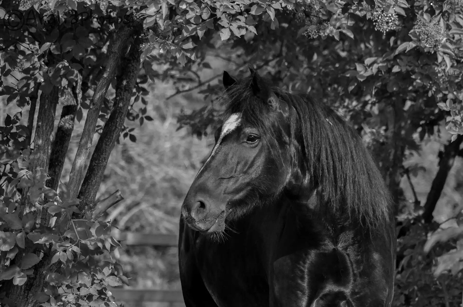 Penalties, trees, viewes, Horse