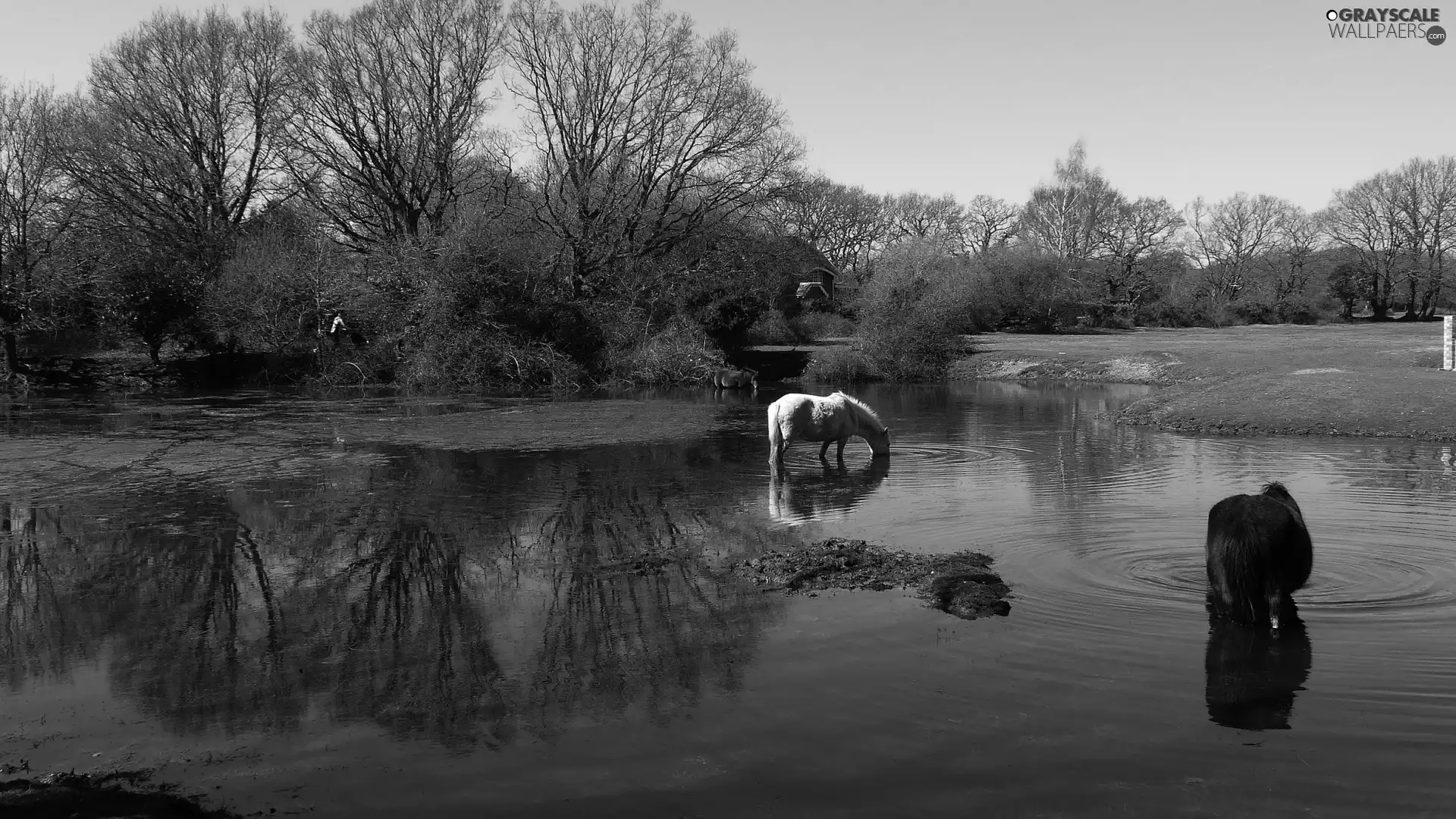 Meadow, brook, viewes, reflection, trees, bloodstock