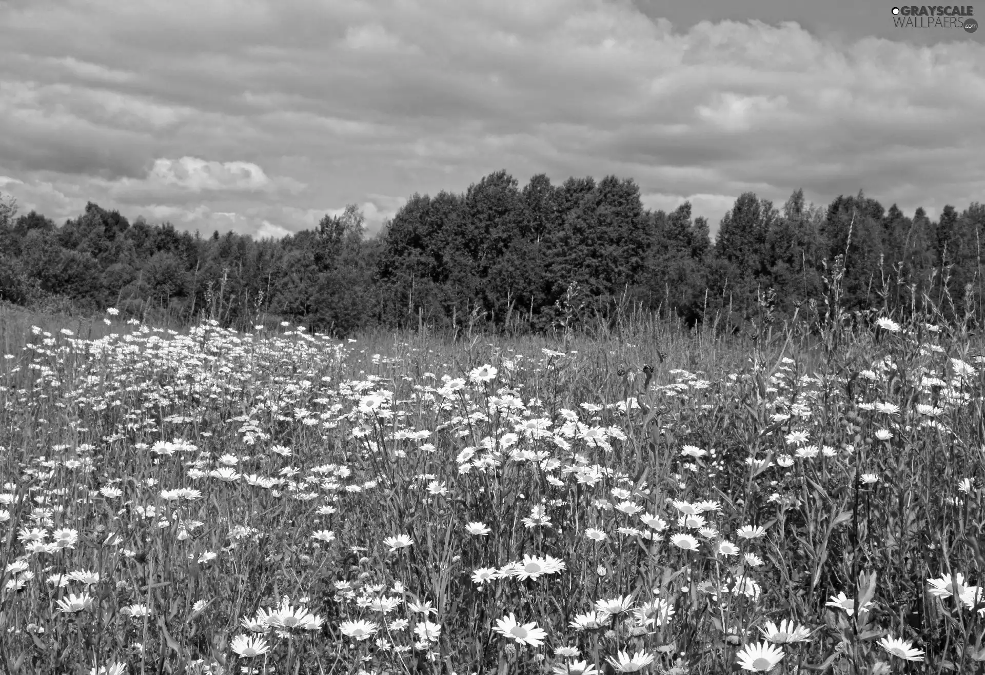 viewes, Sky, Meadow, trees, Flowers