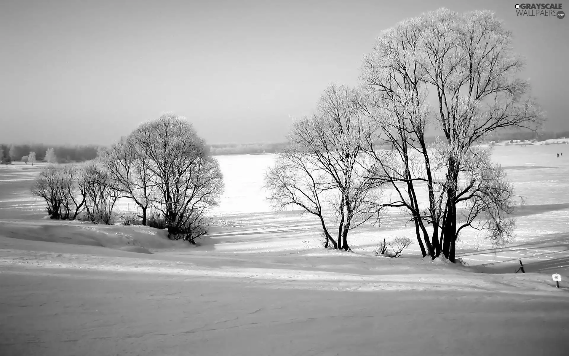 snowy, trees, viewes, field