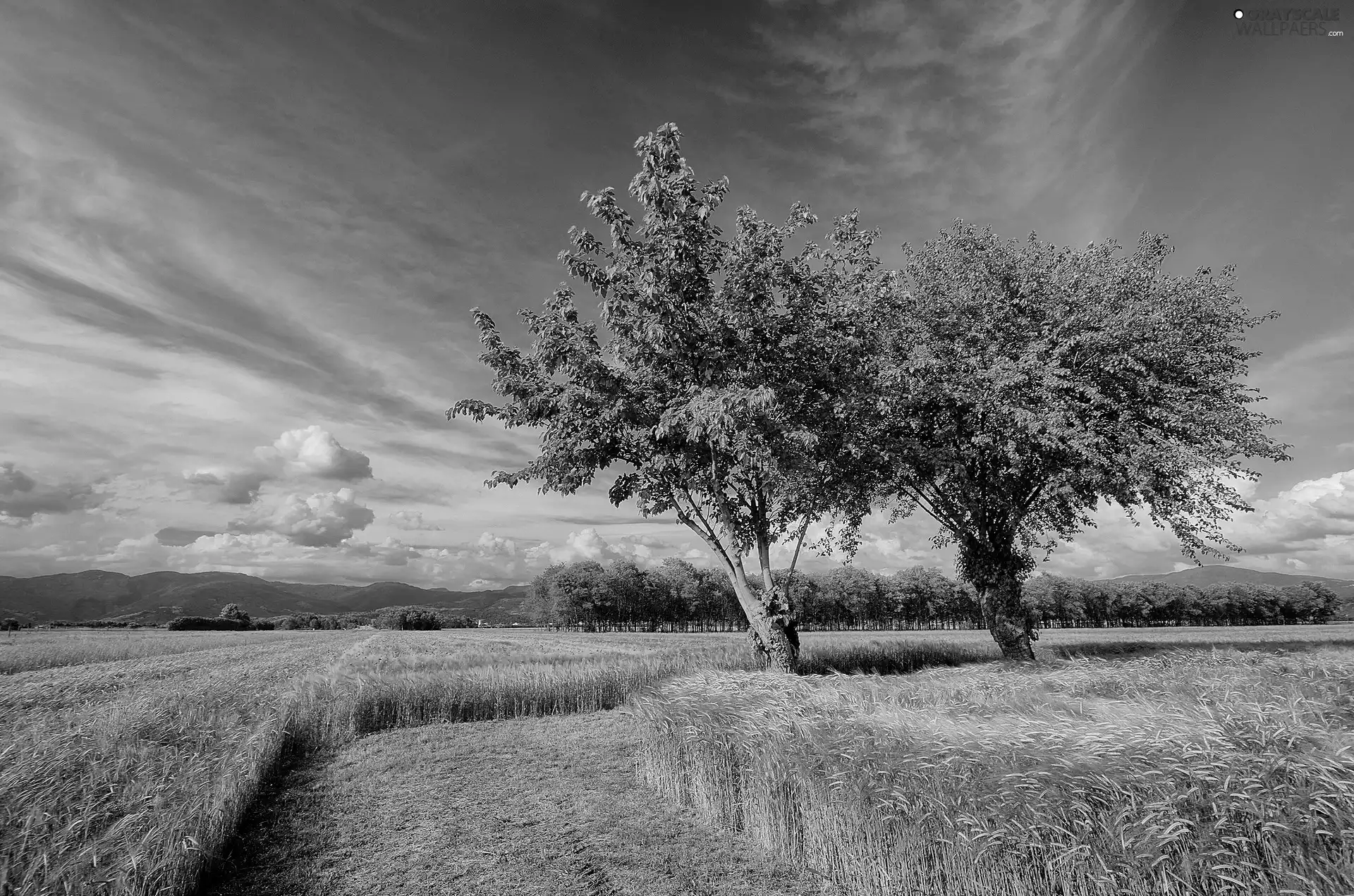 viewes, summer, corn, trees, Field