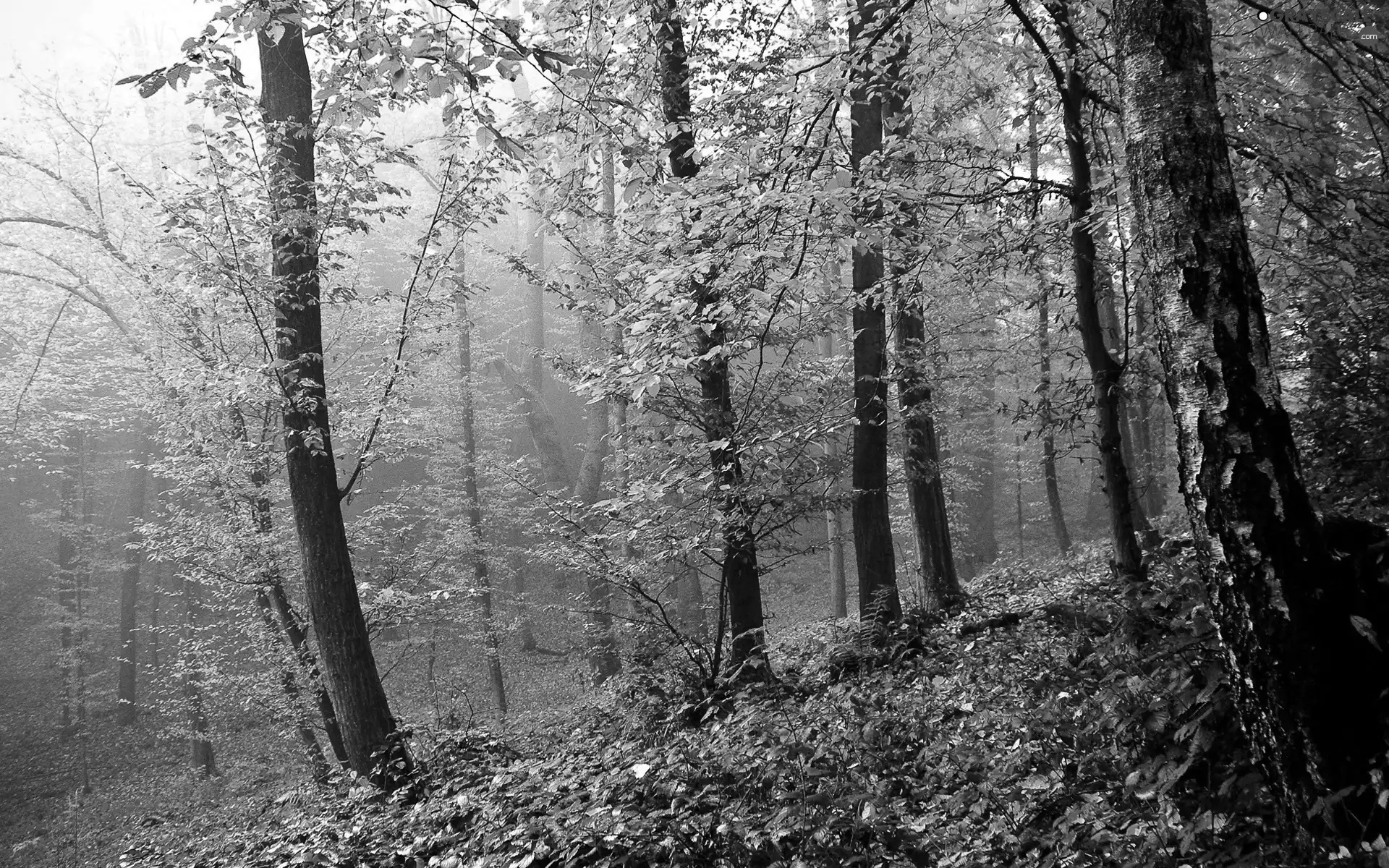 trees, forest, viewes, Leaf, luminosity, autumn, sun, flash, ligh