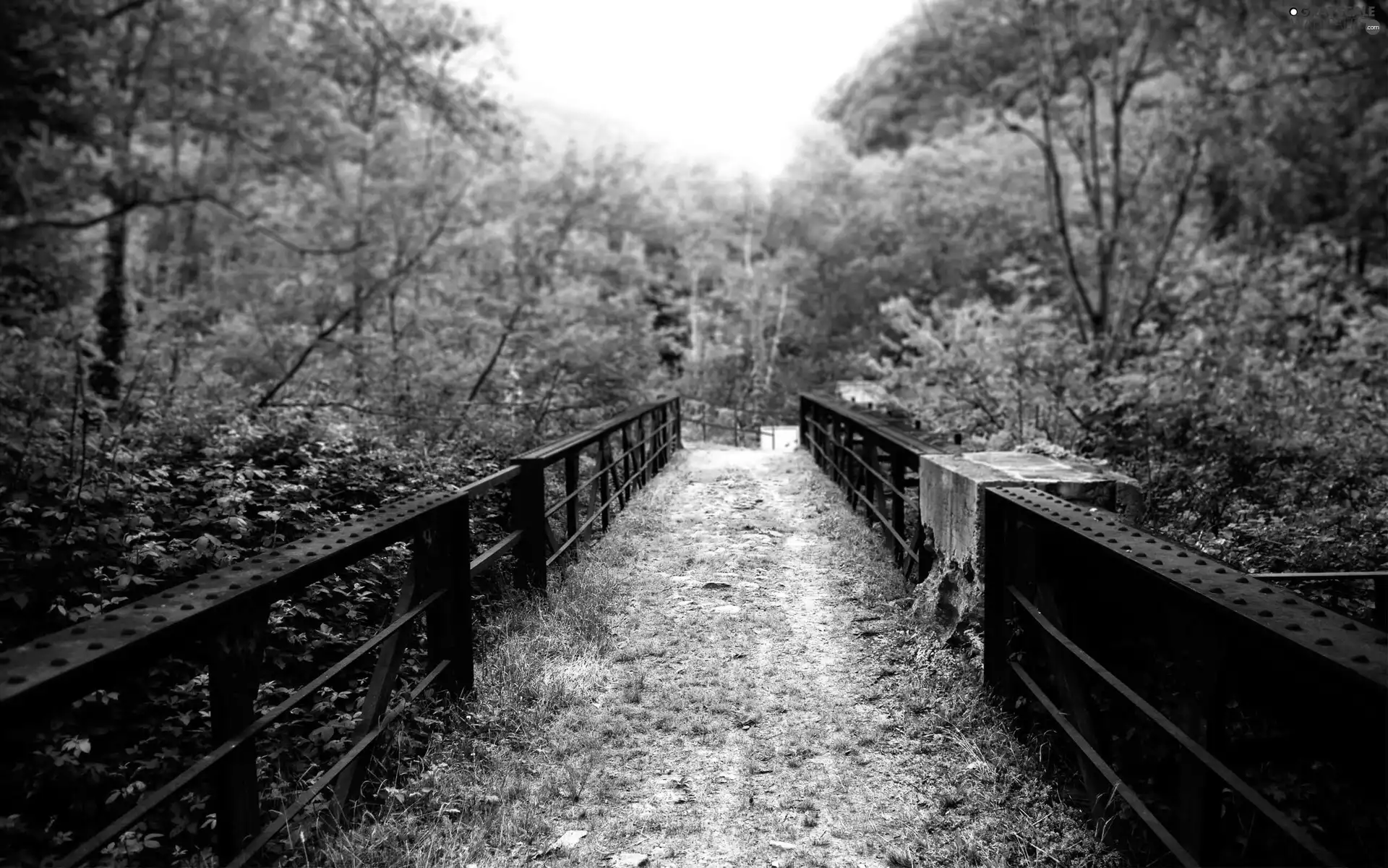 viewes, bridge, trees