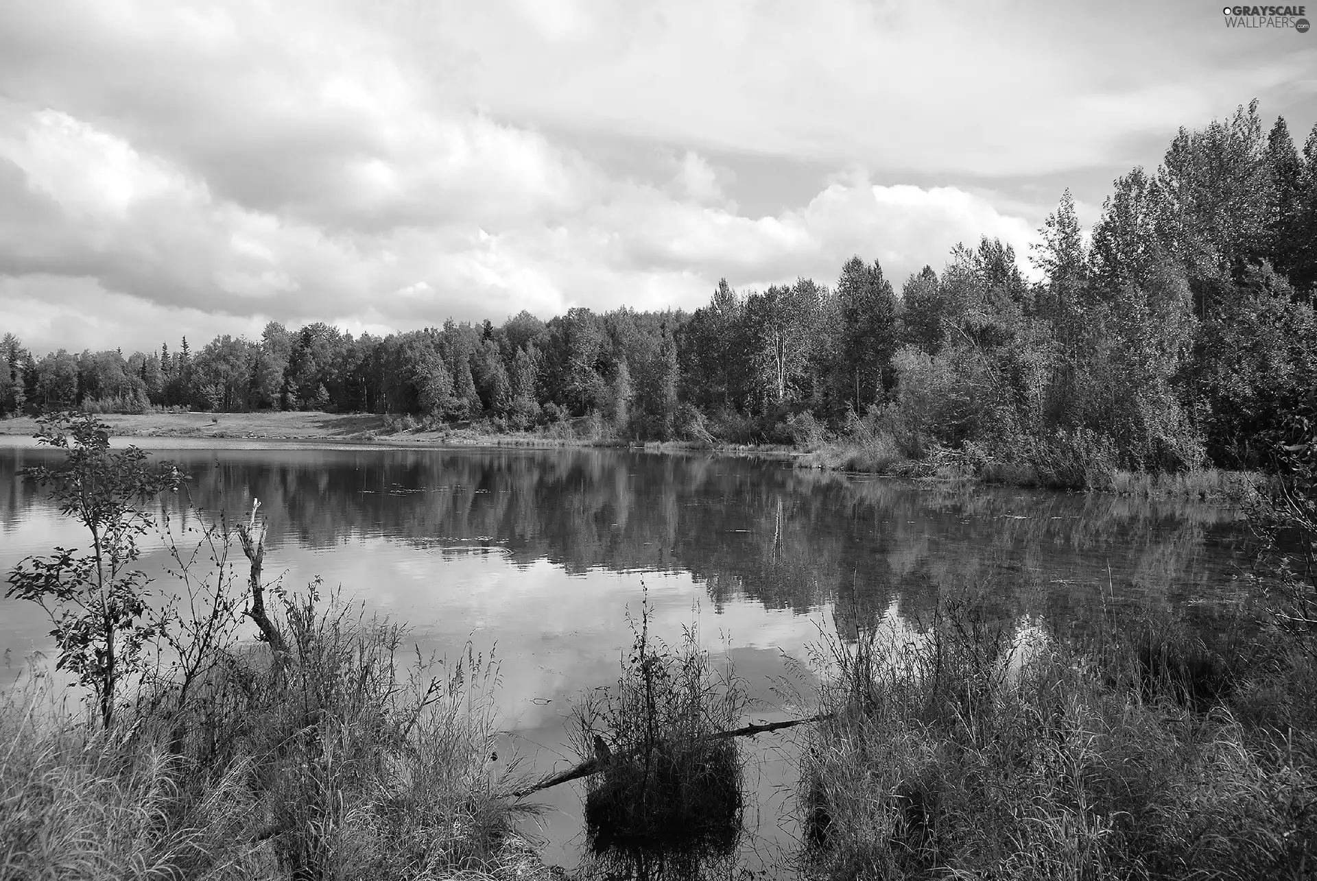 viewes, lake, trees