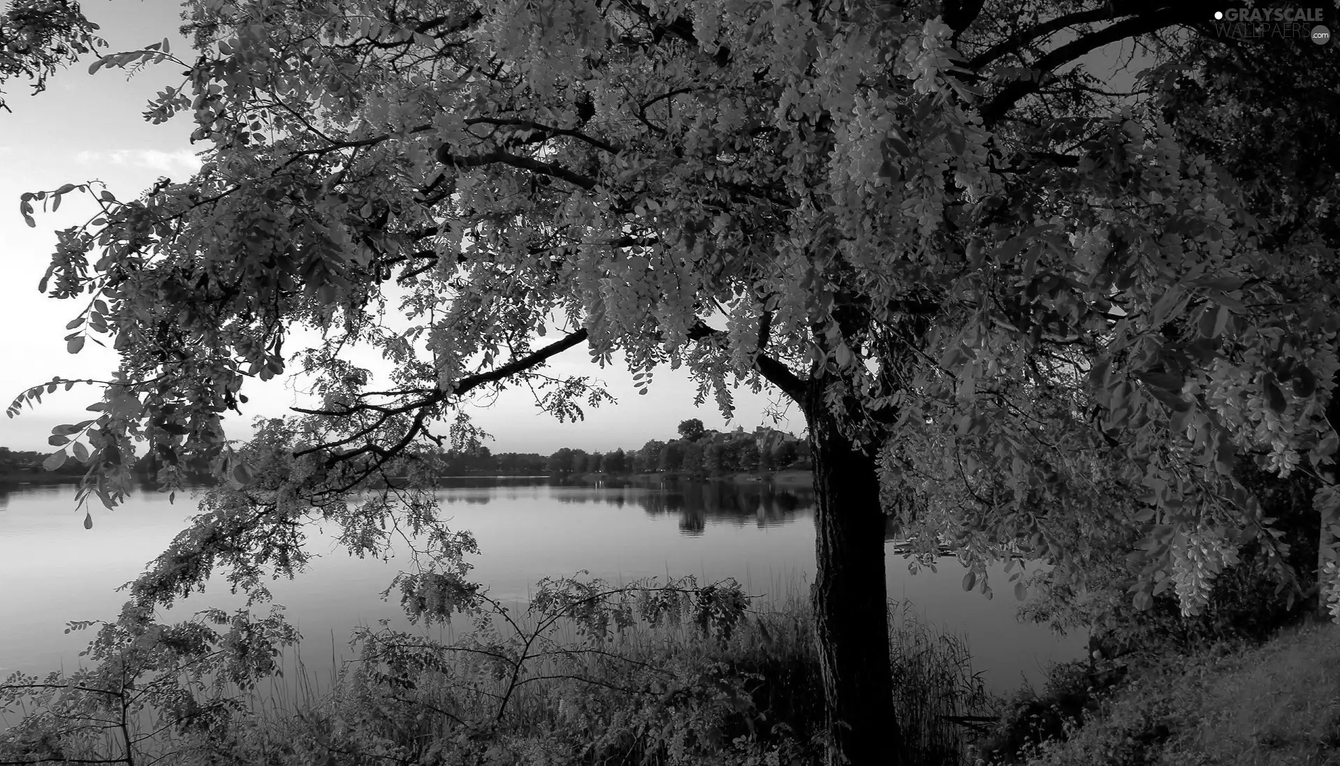 viewes, lake, trees