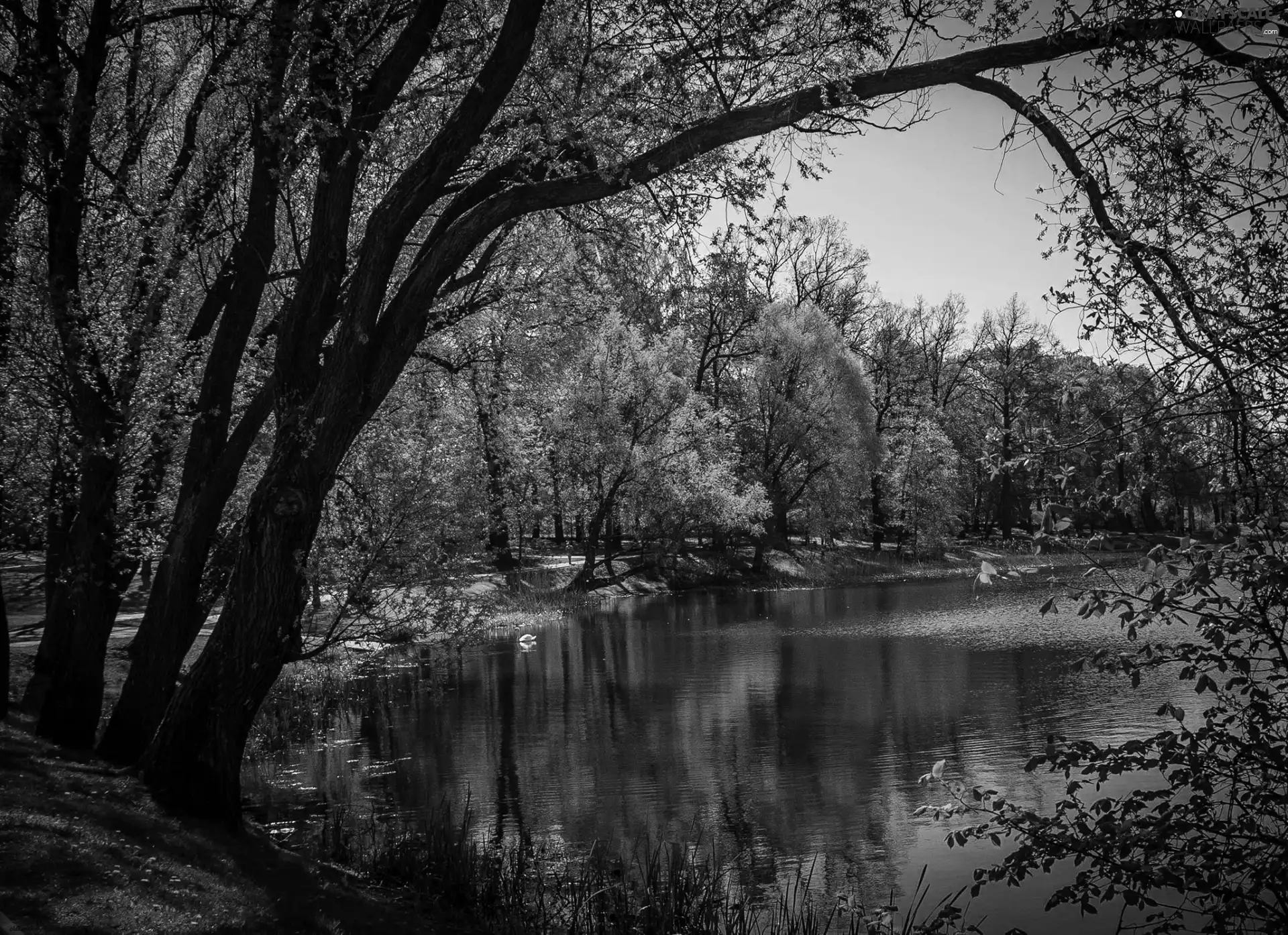 viewes, lake, trees