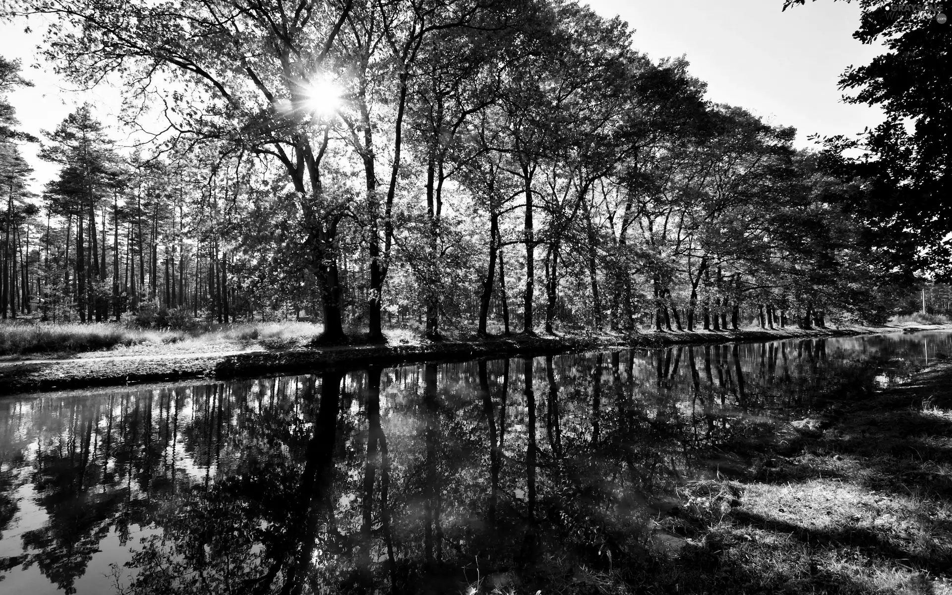 viewes, forest, rays, sun, over The River, trees