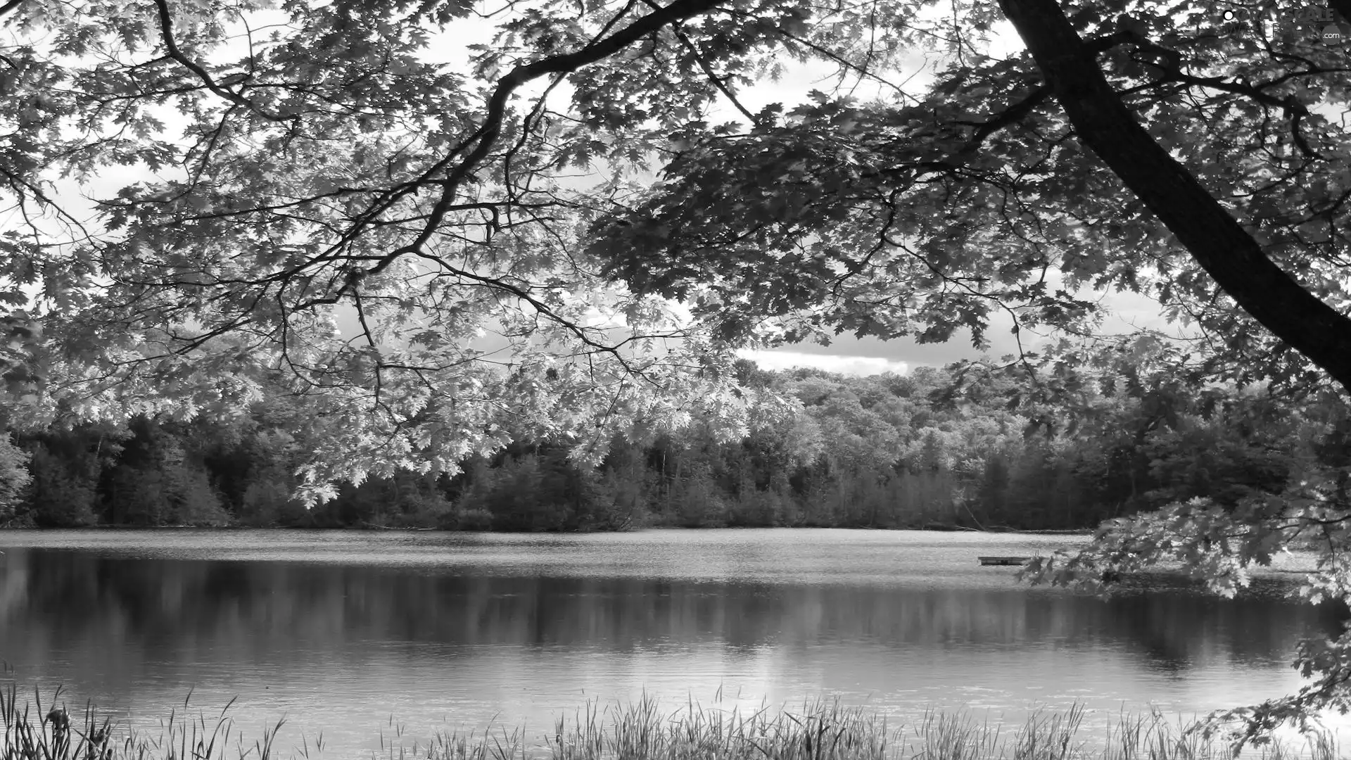 viewes, River, trees