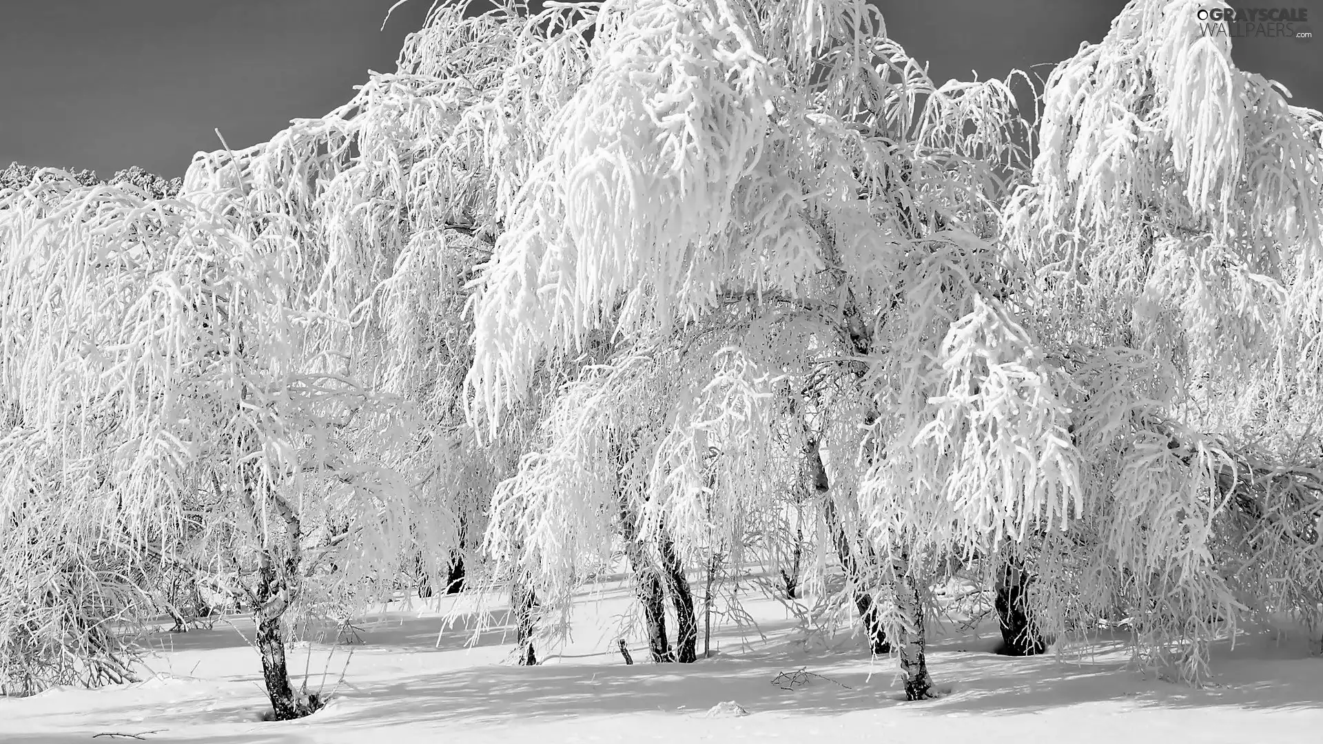 viewes, Snowy, trees