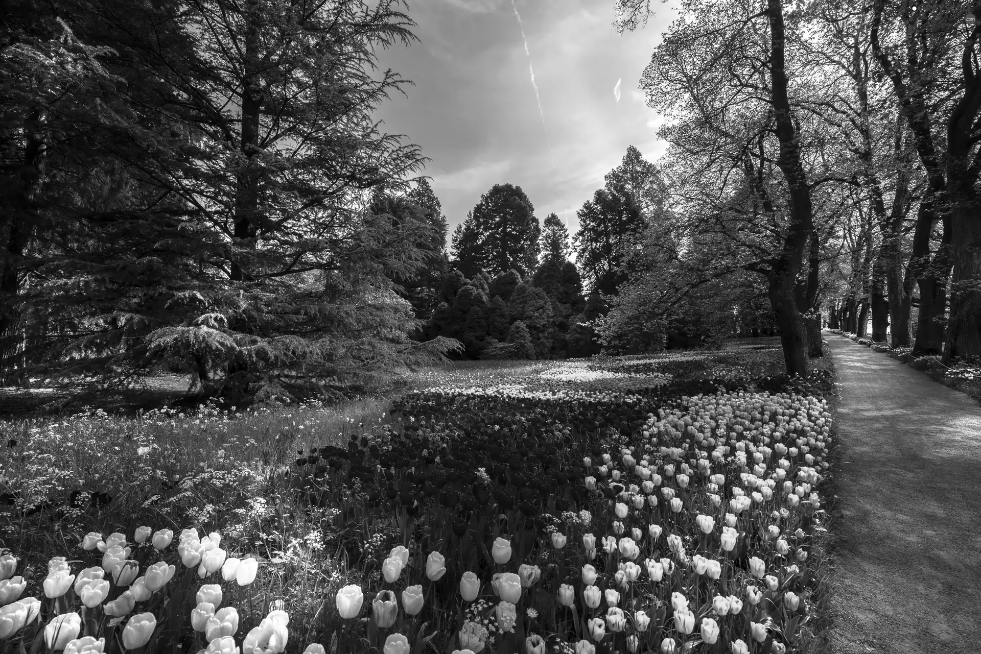 Grayscale trees, viewes, Tulips, Way, Park - 2560x1708