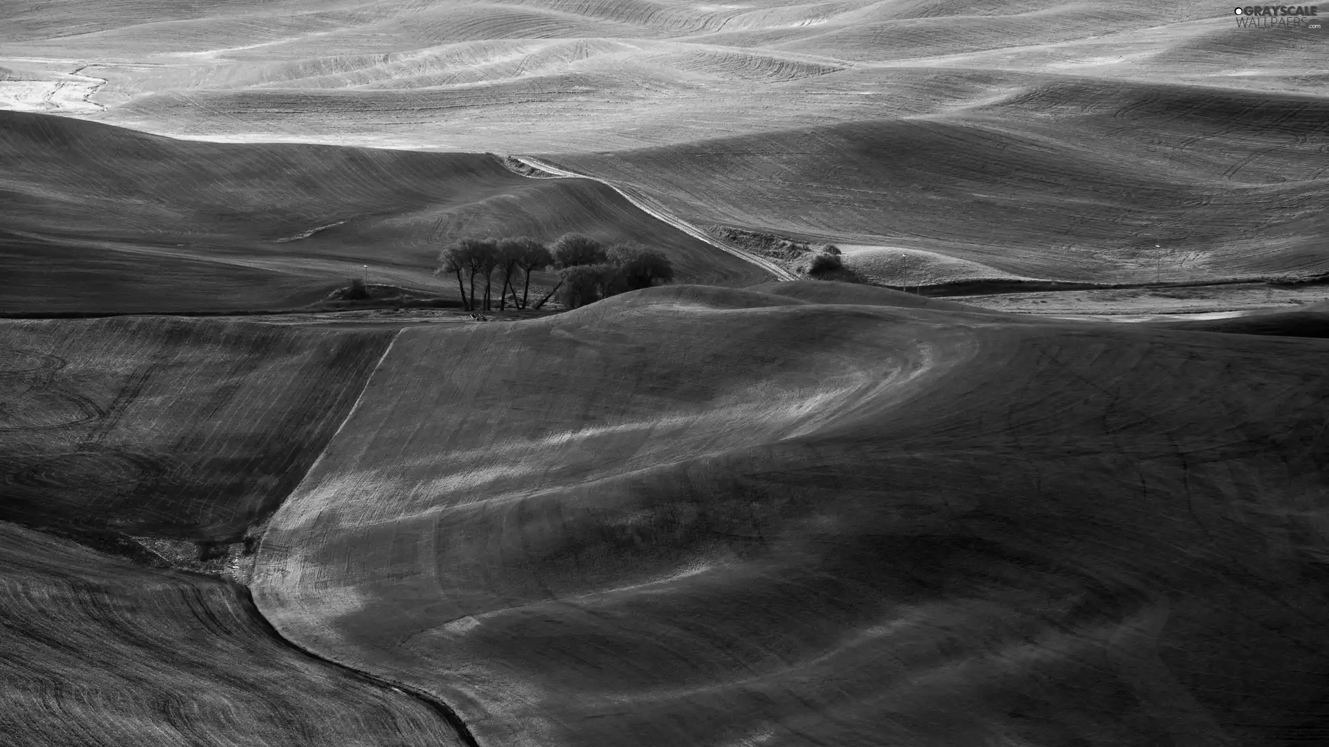 viewes, Way, green, trees, field