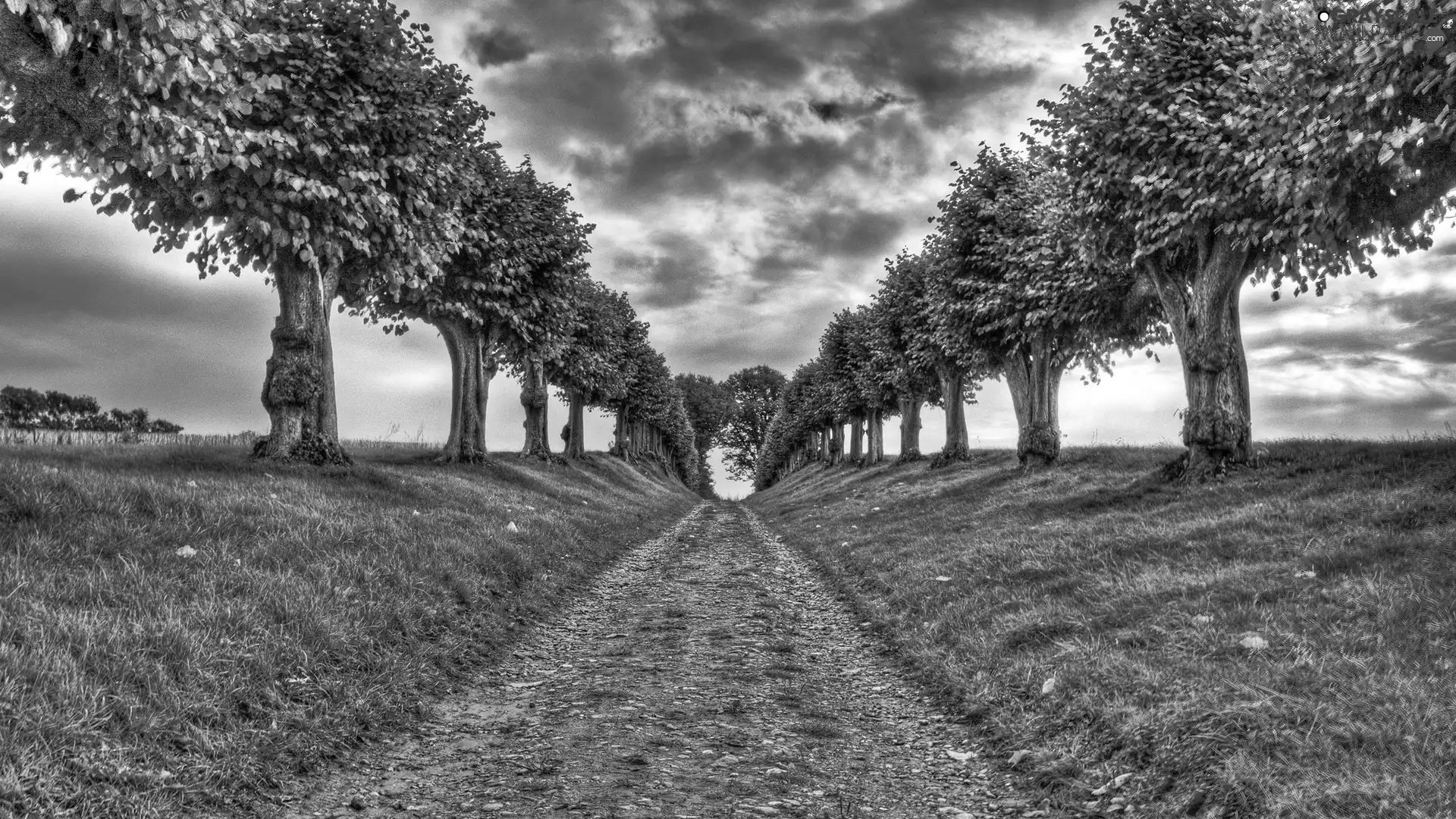 Way, trees, viewes, clouds