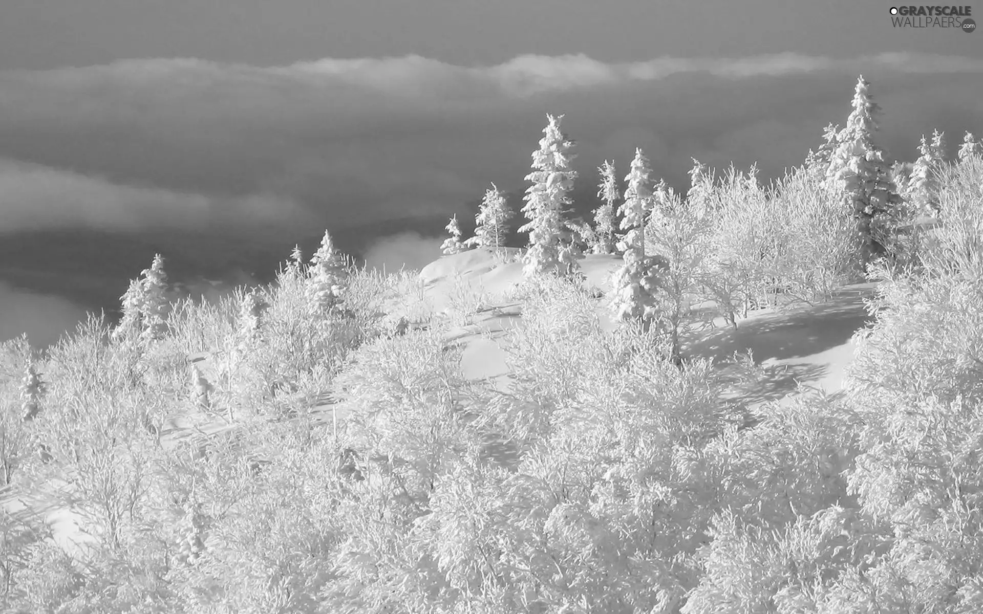 winter, trees, viewes, Snowy