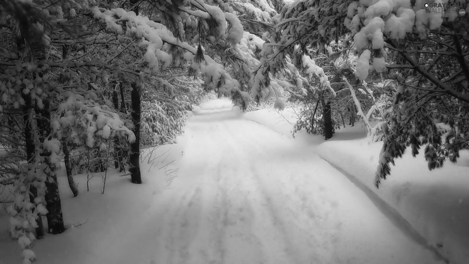 Snowy, Way, viewes, winter, trees, forest