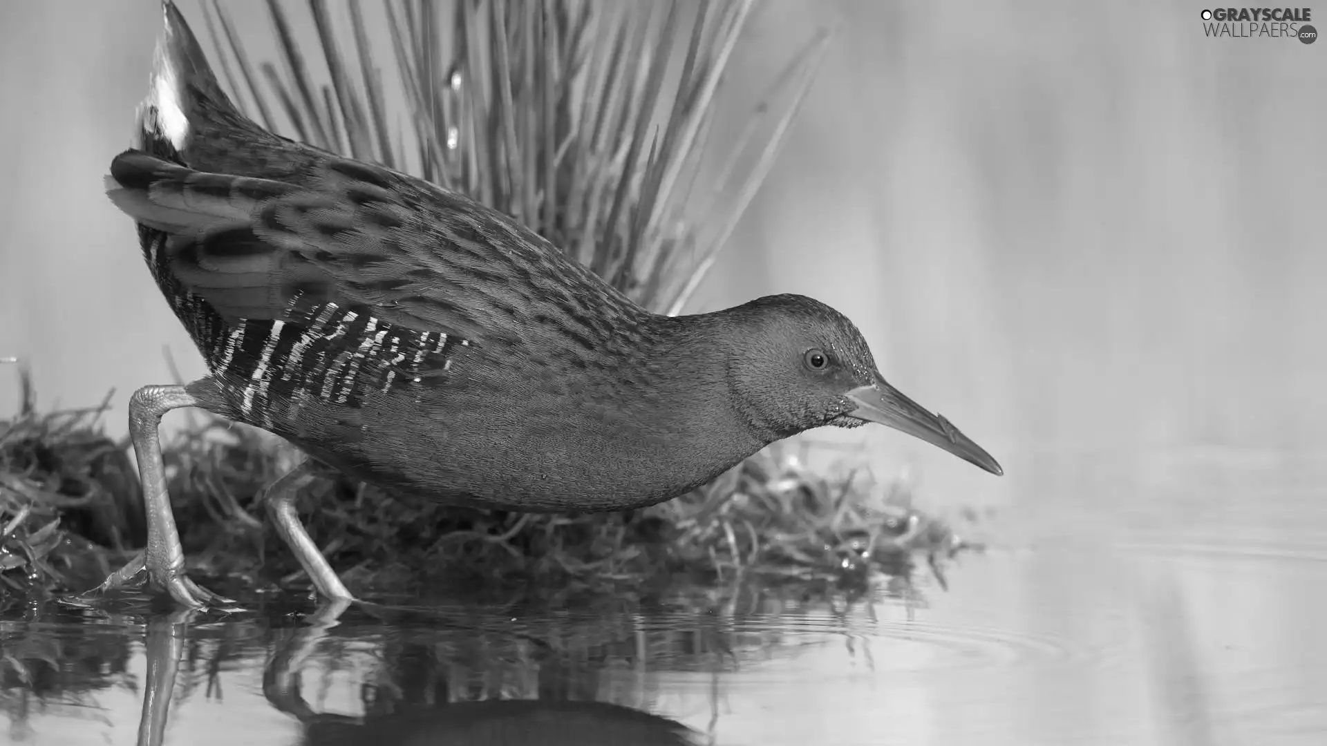 water, Bird, sandpiper