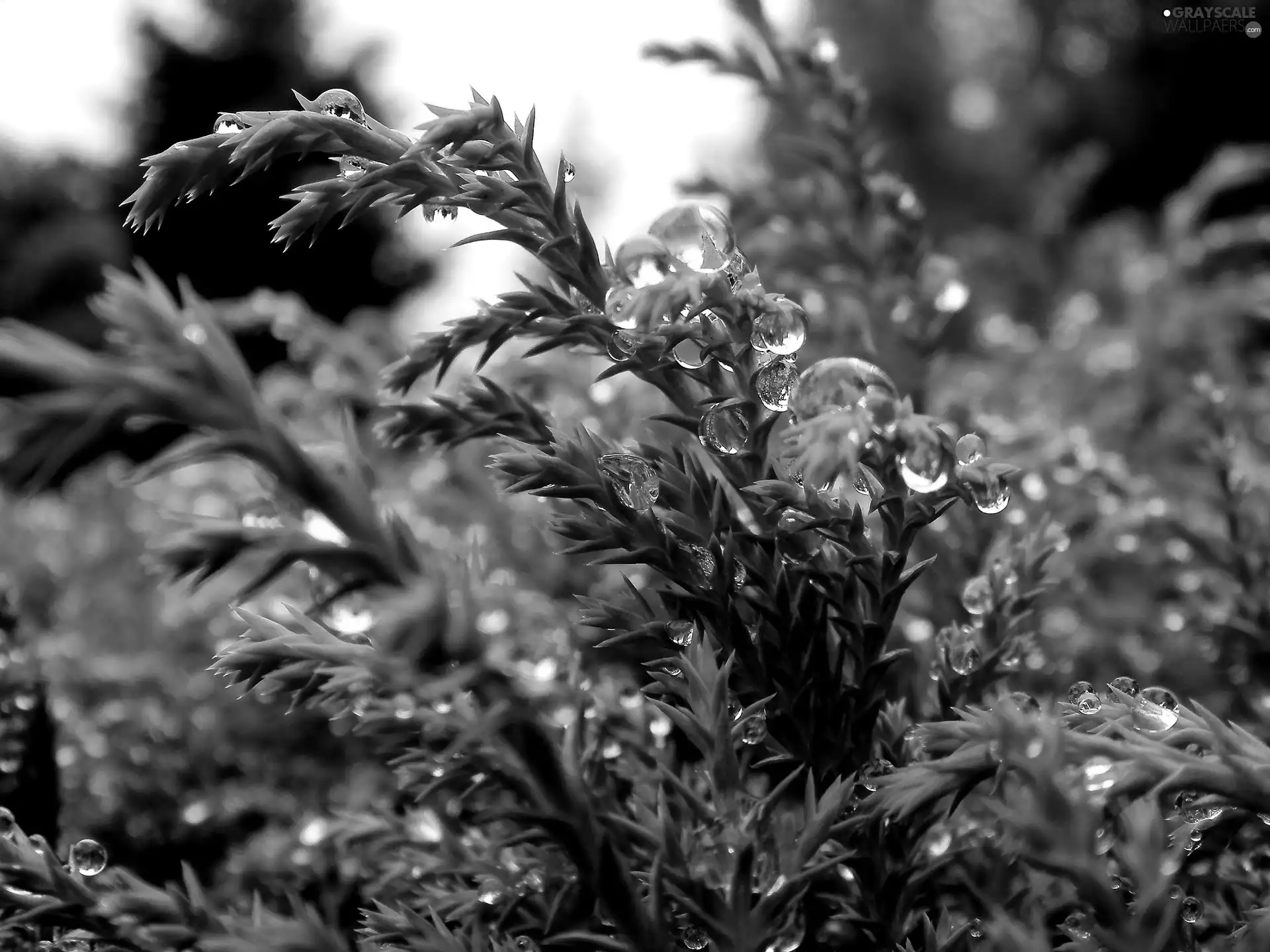 water, Conifers, drops