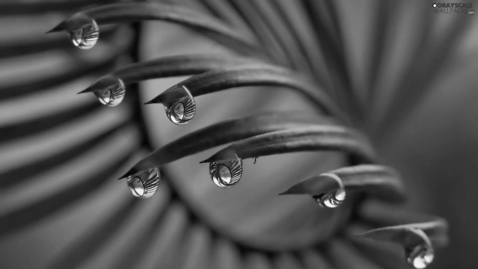 leaf, water, Close, drops