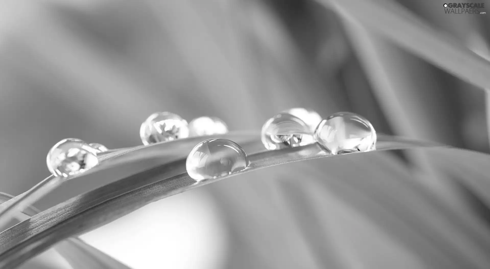 grass, water, Close, drops