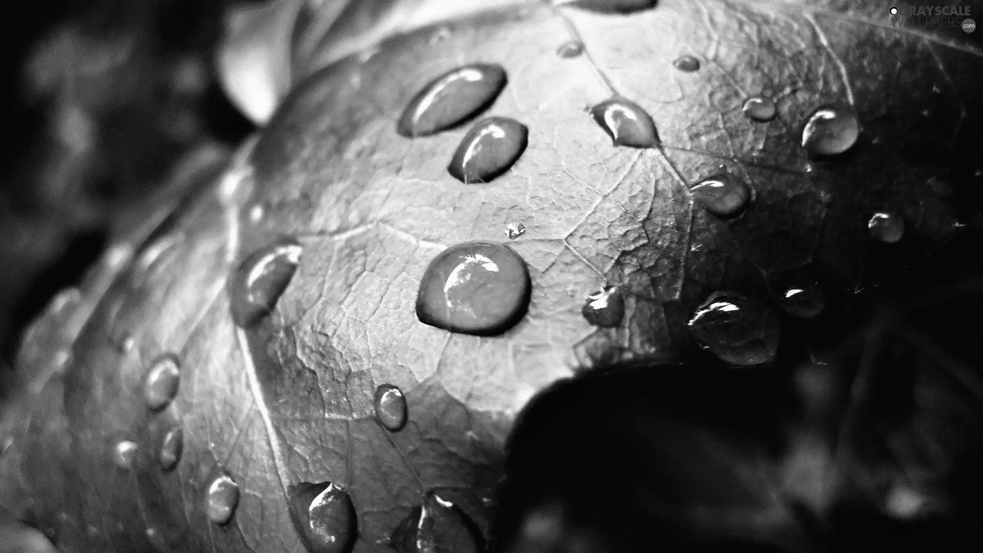 Green, drops, water, leaf