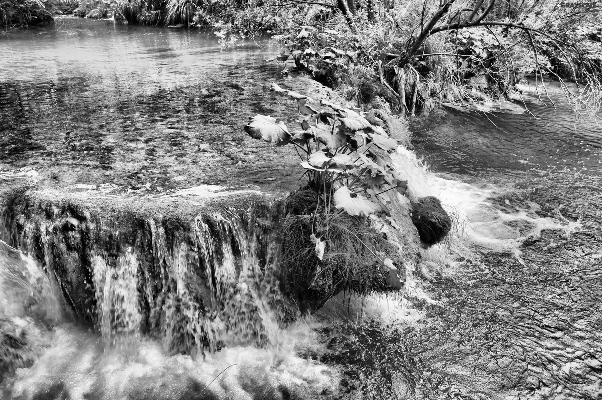 waterfall, River, Bush