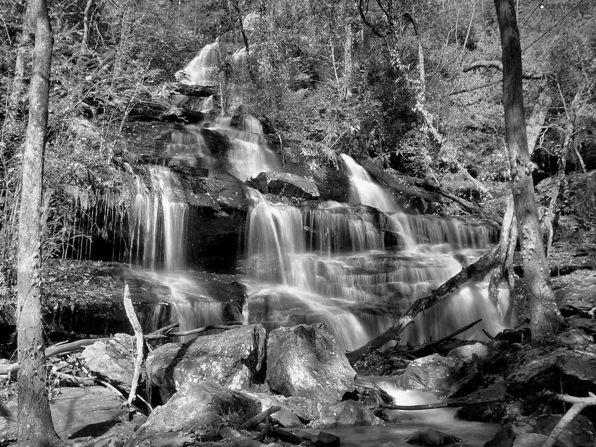 forest, waterfall